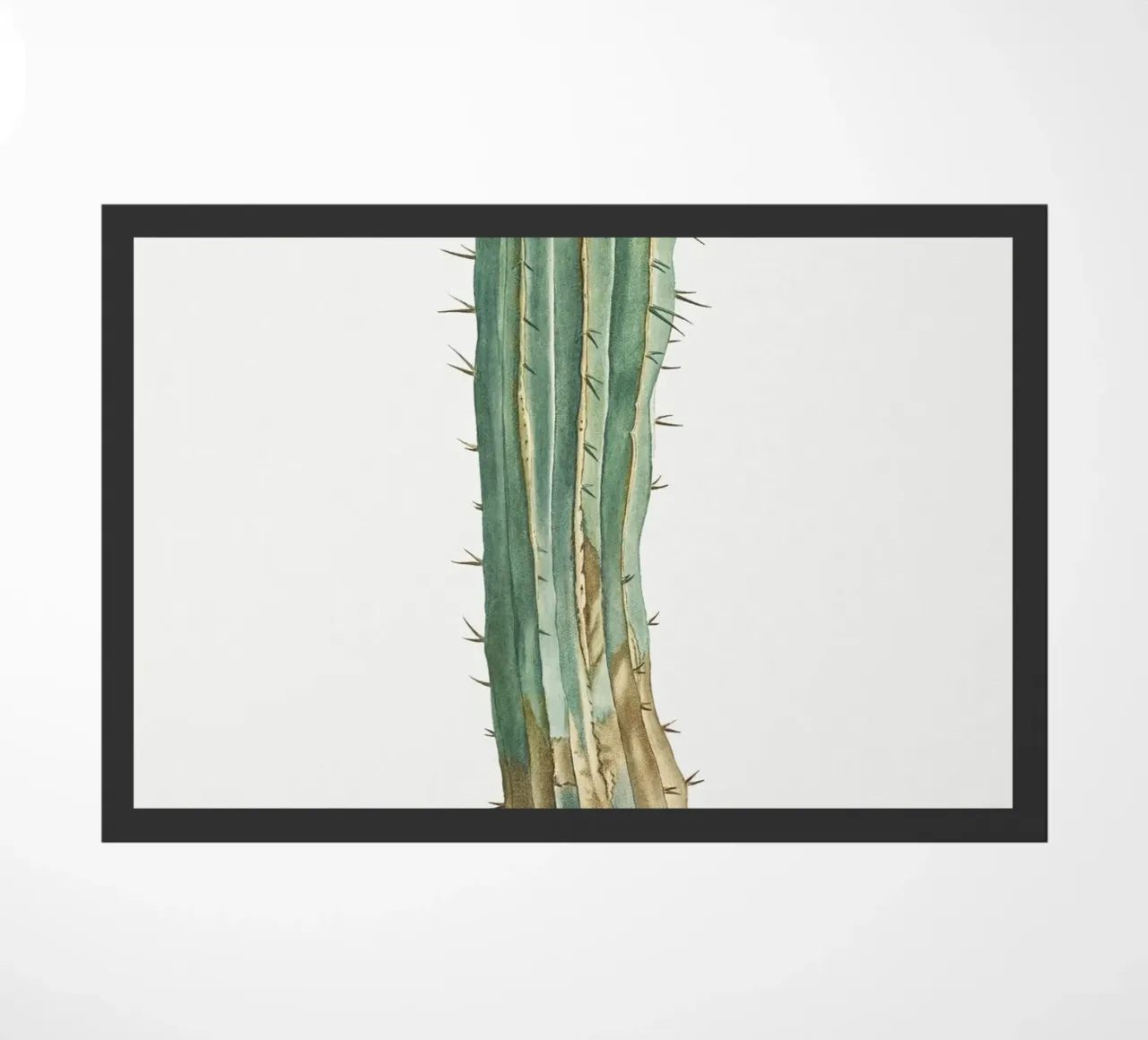 Euphorbia Officinarum zerbino da vintageshop