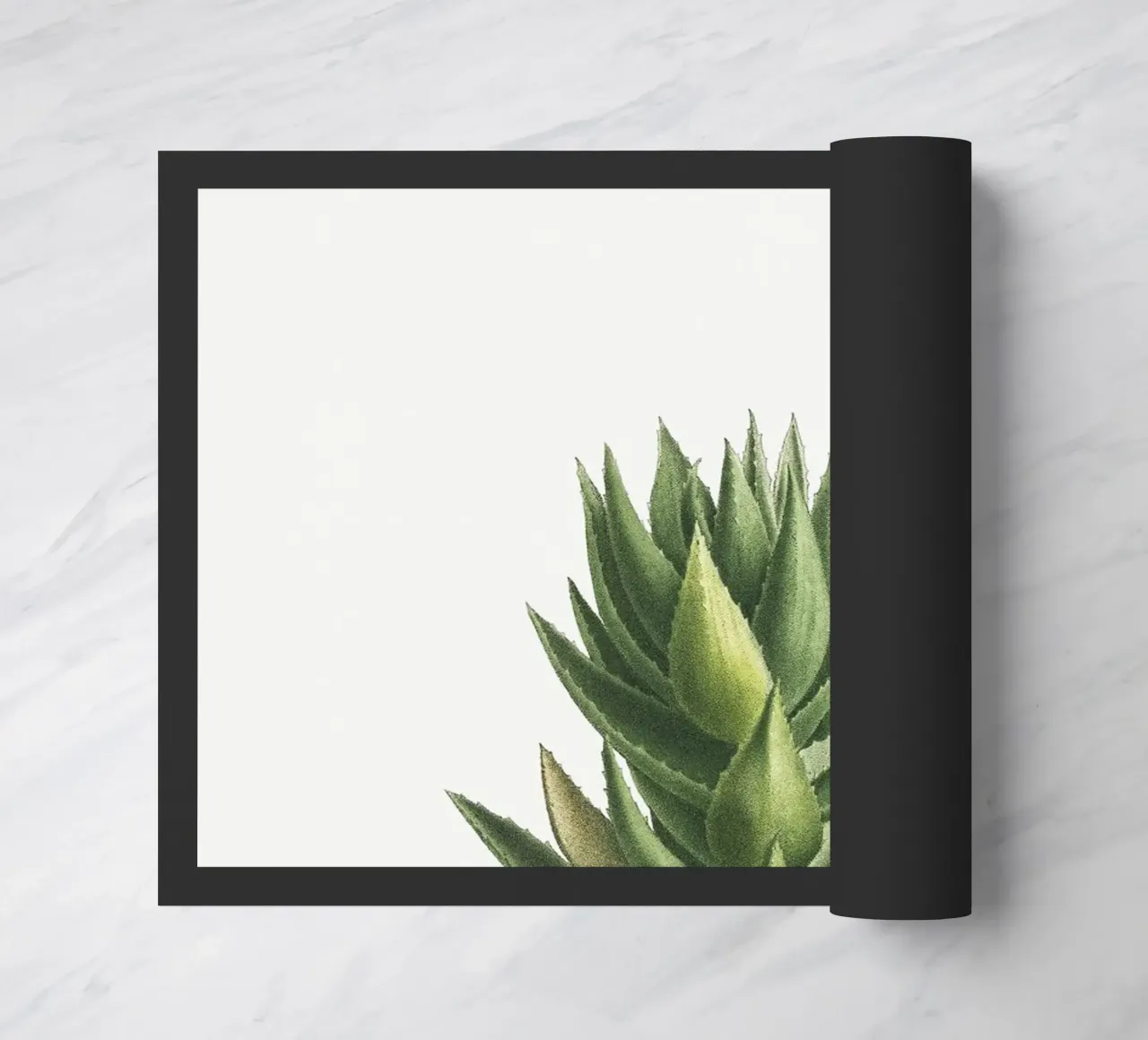 Aloe Mitroeformis zerbino da vintageshop