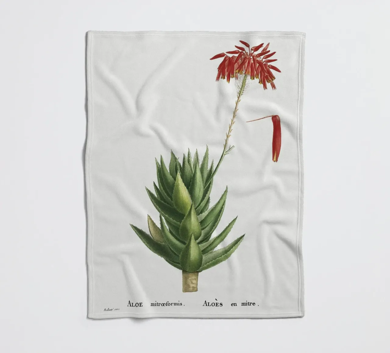 Aloe Mitroeformis coperta in pile da vintageshop