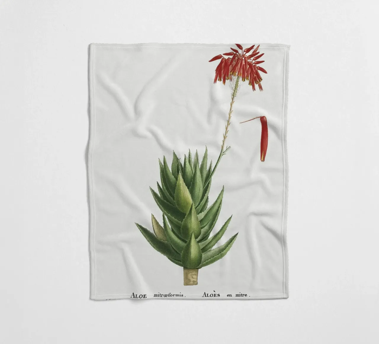 Aloe Mitroeformis coperta in pile da vintageshop