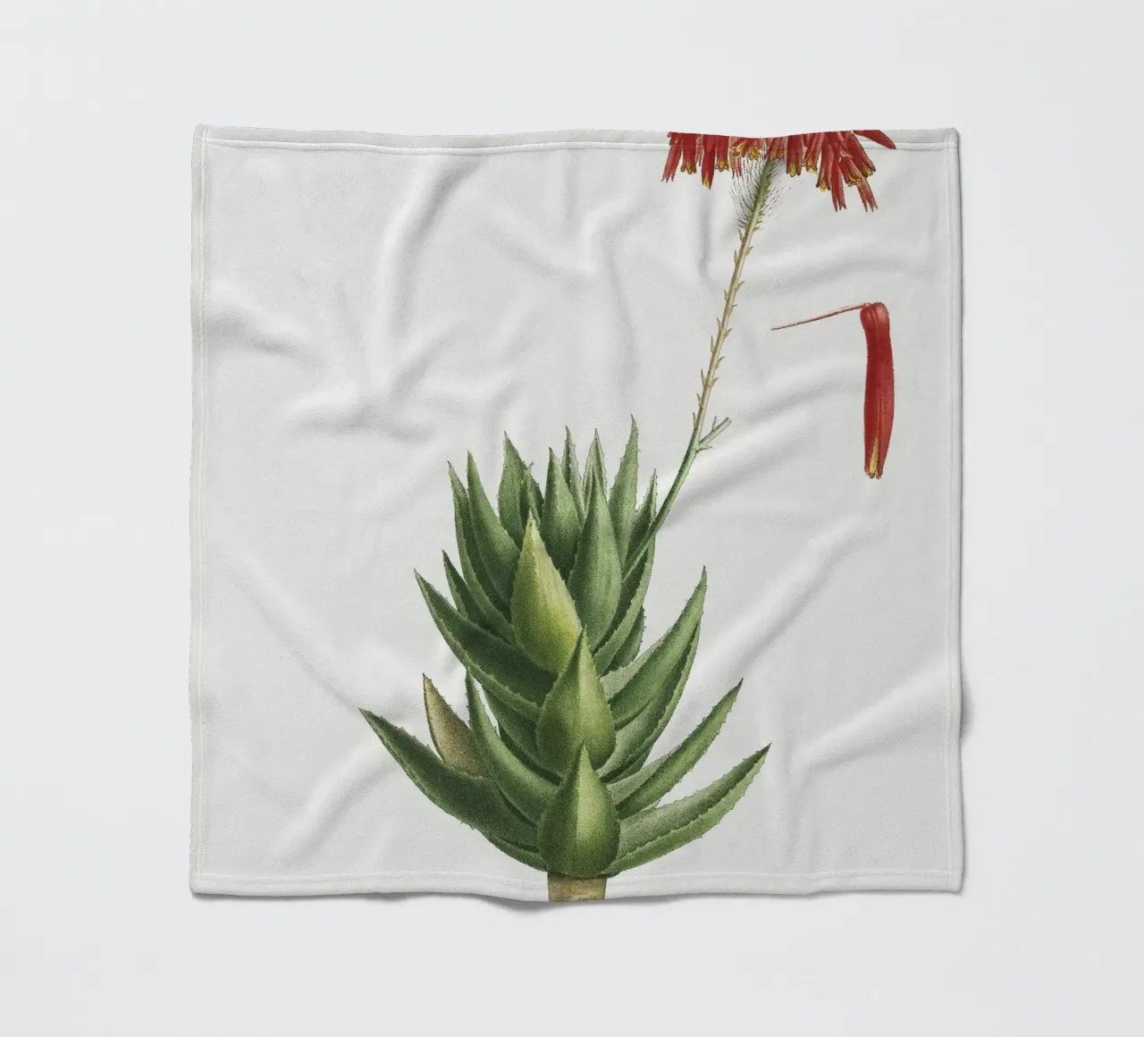Aloe Mitroeformis coperta in pile da vintageshop