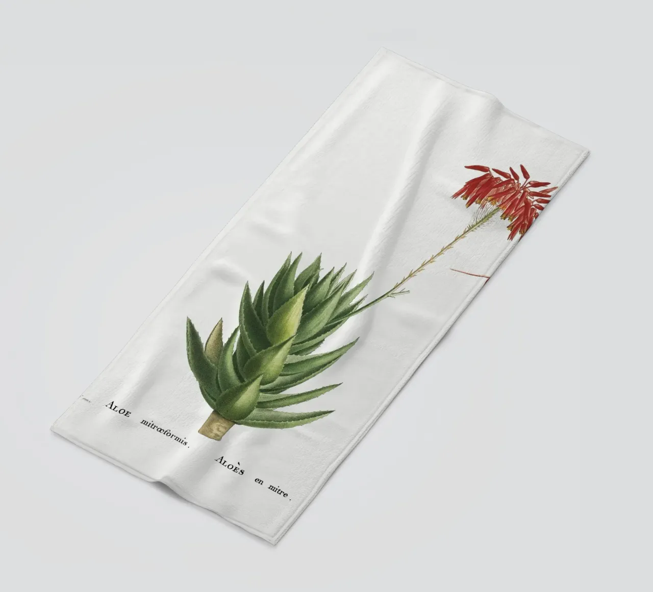 Aloe Mitroeformis telo mare da vintageshop