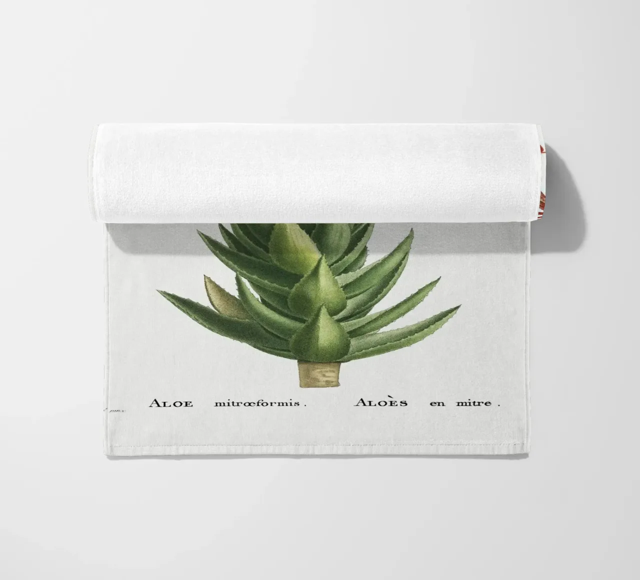 Aloe Mitroeformis telo mare da vintageshop