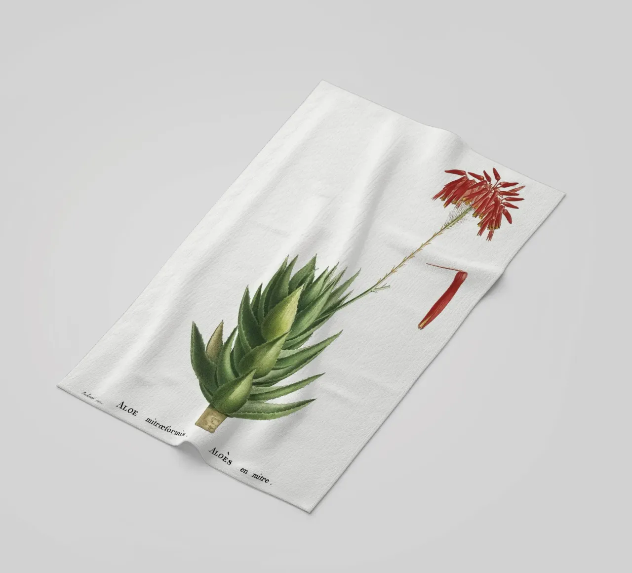 Aloe Mitroeformis telo mare da vintageshop