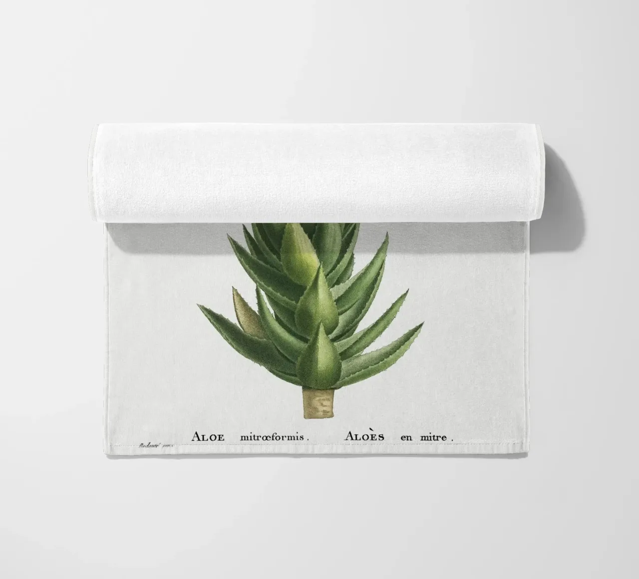 Aloe Mitroeformis telo mare da vintageshop