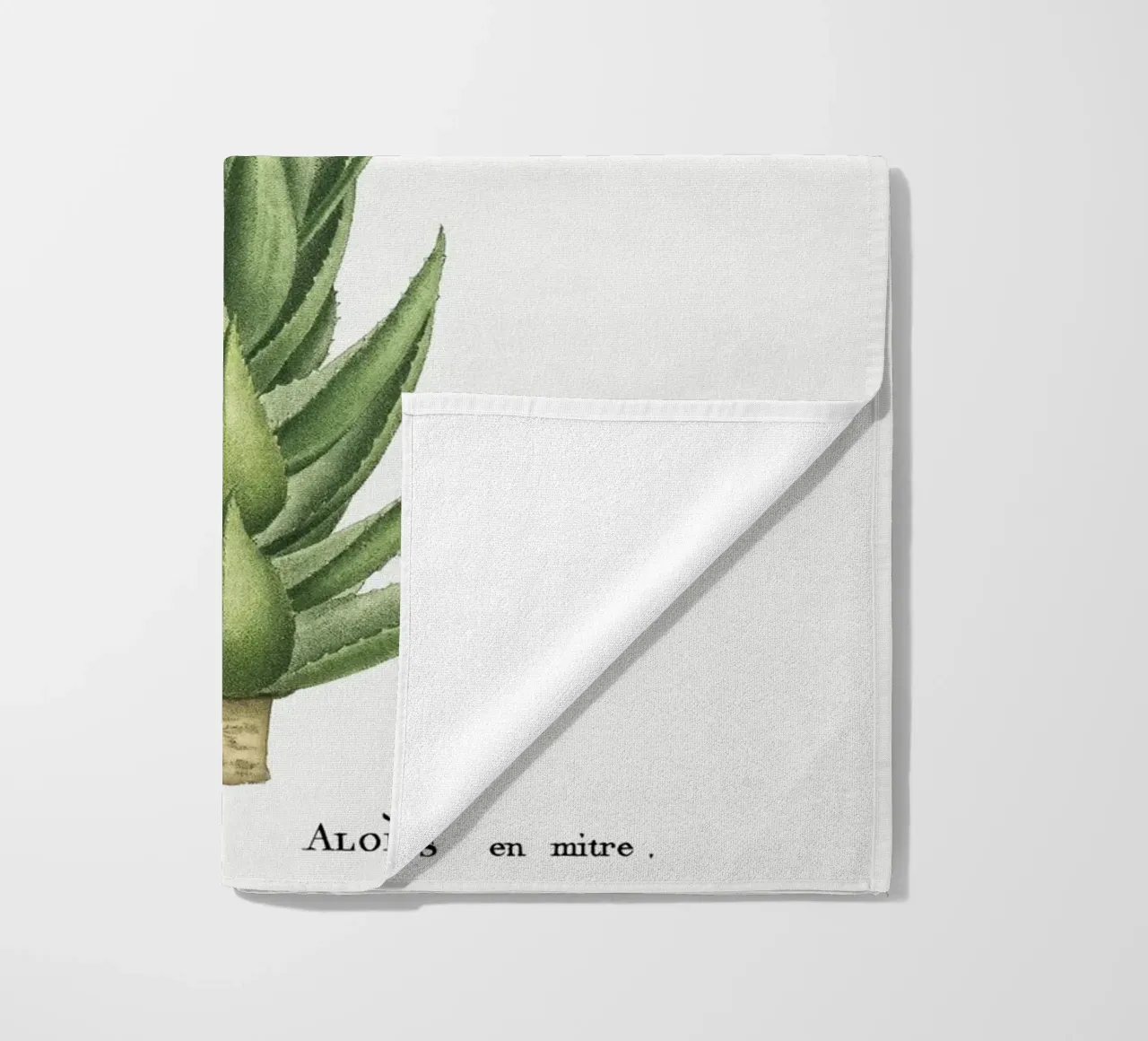 Aloe Mitroeformis telo mare da vintageshop