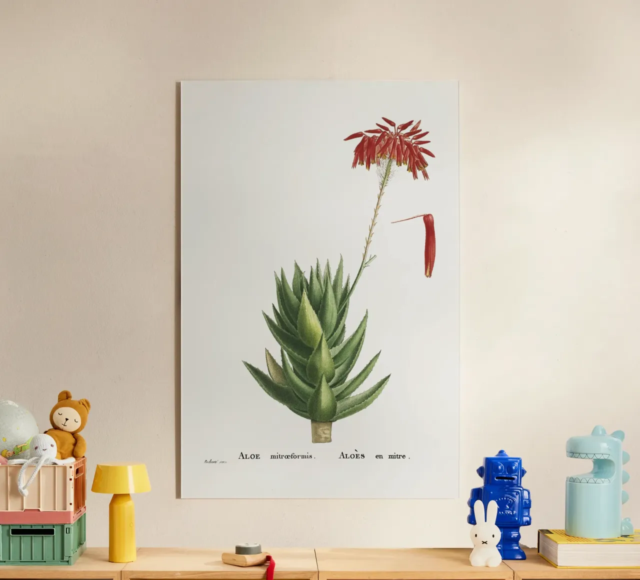 Aloe Mitroeformis plexiglass da vintageshop
