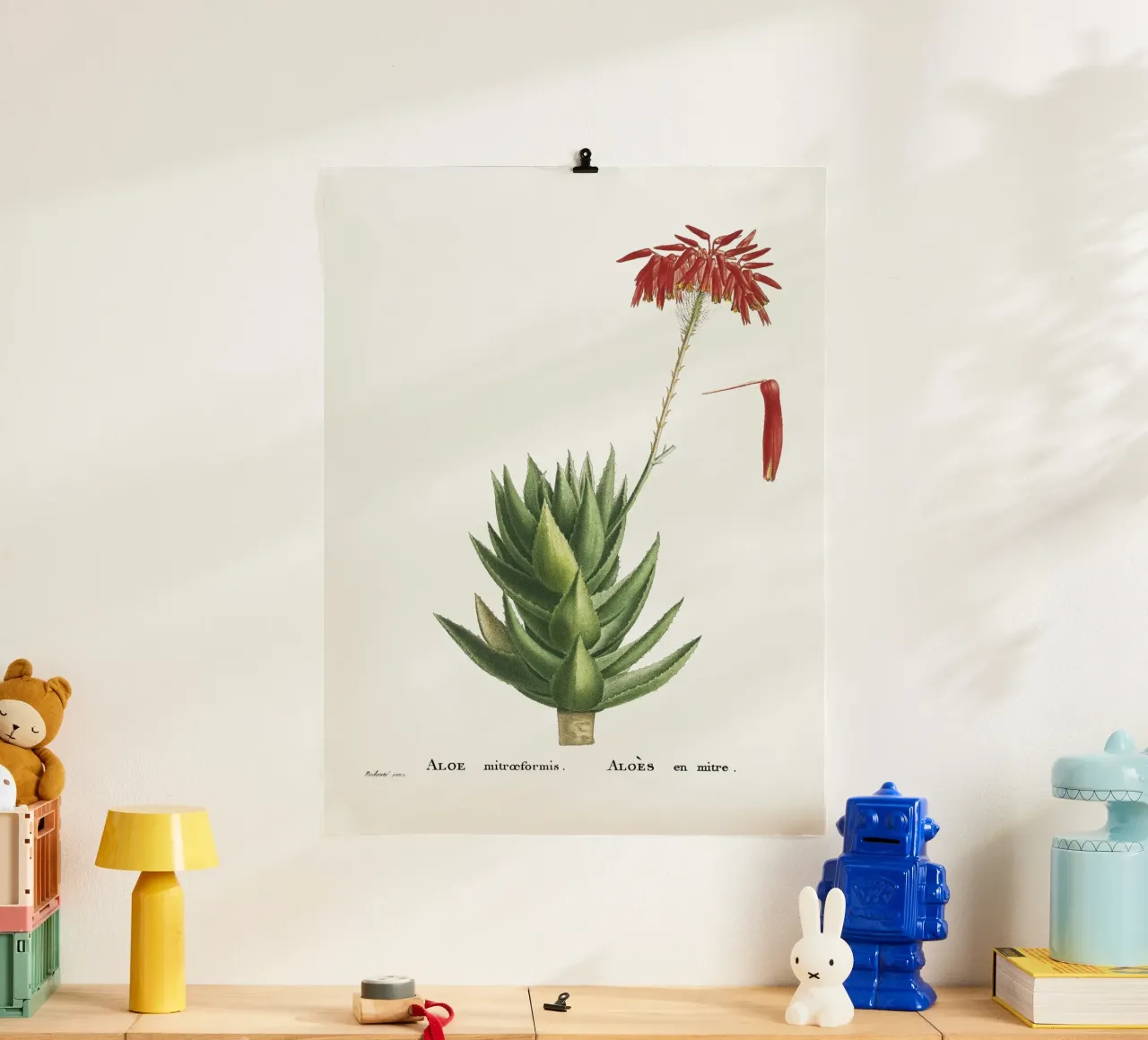 Aloe Mitroeformis carta hahnemühle da vintageshop