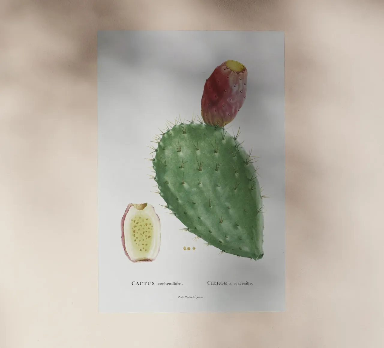 Cactus Cochenillifer pellicola backlit da vintageshop
