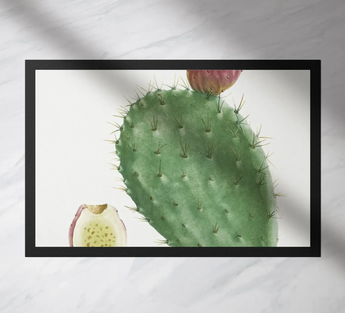 Cactus Cochenillifer zerbino da vintageshop