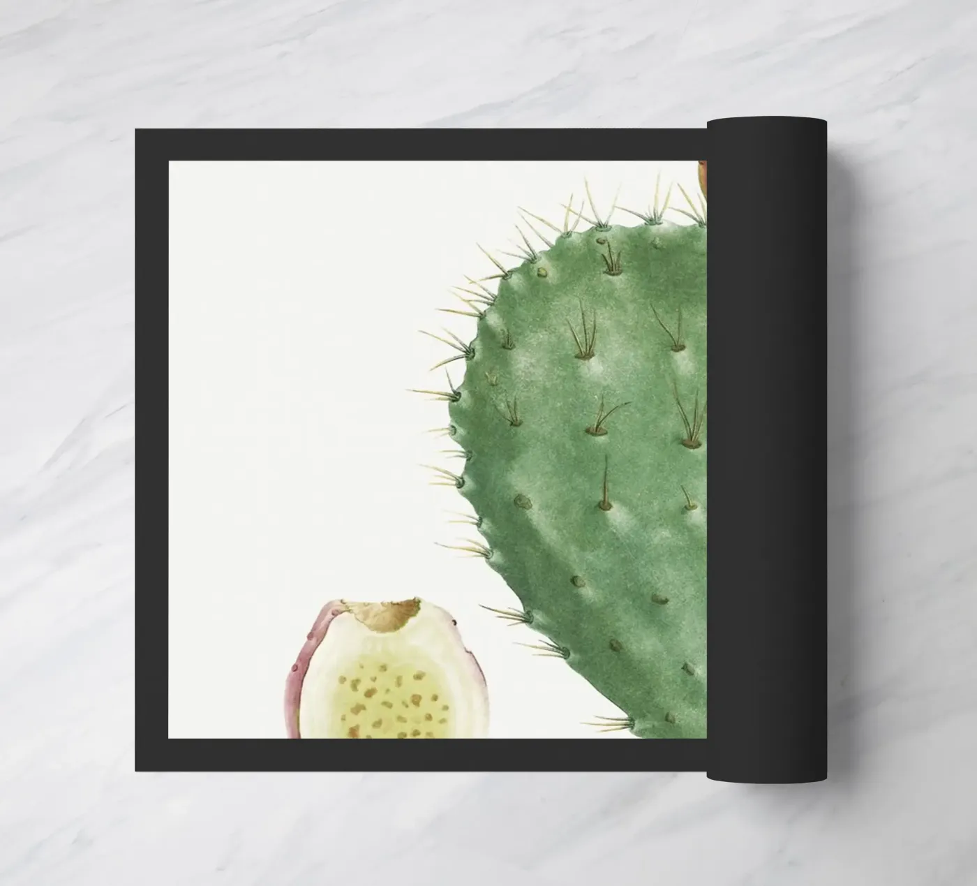 Cactus Cochenillifer zerbino da vintageshop