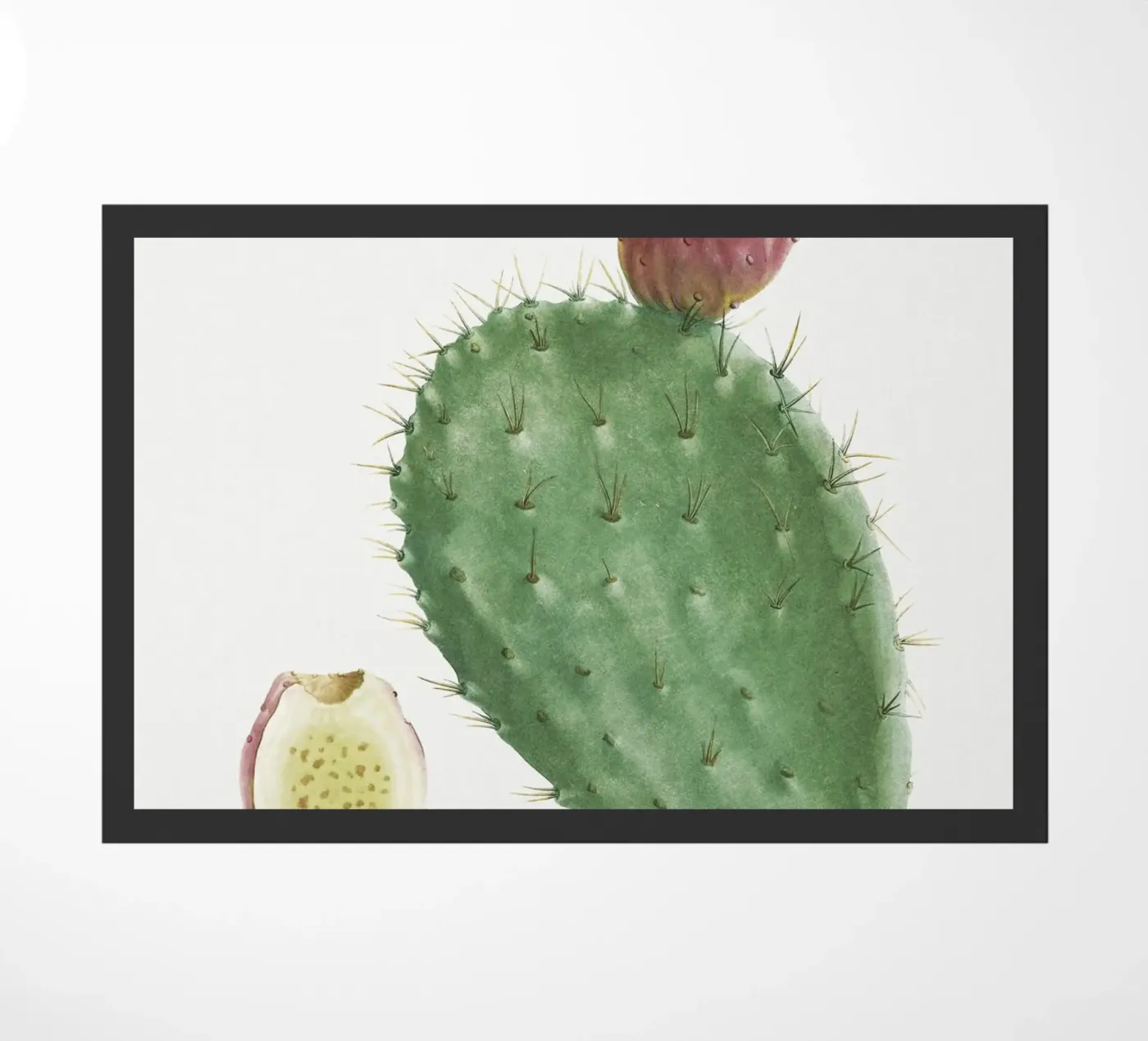 Cactus Cochenillifer zerbino da vintageshop