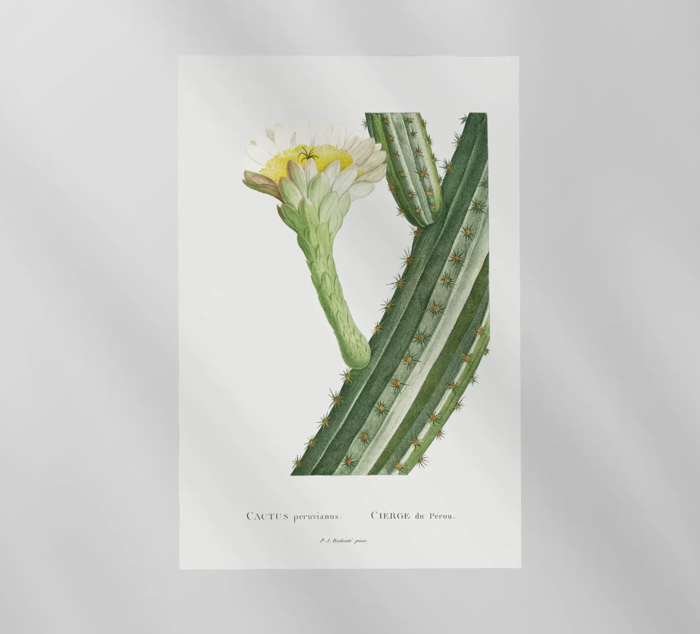 Cactus Peruvianus pellicola backlit da vintageshop