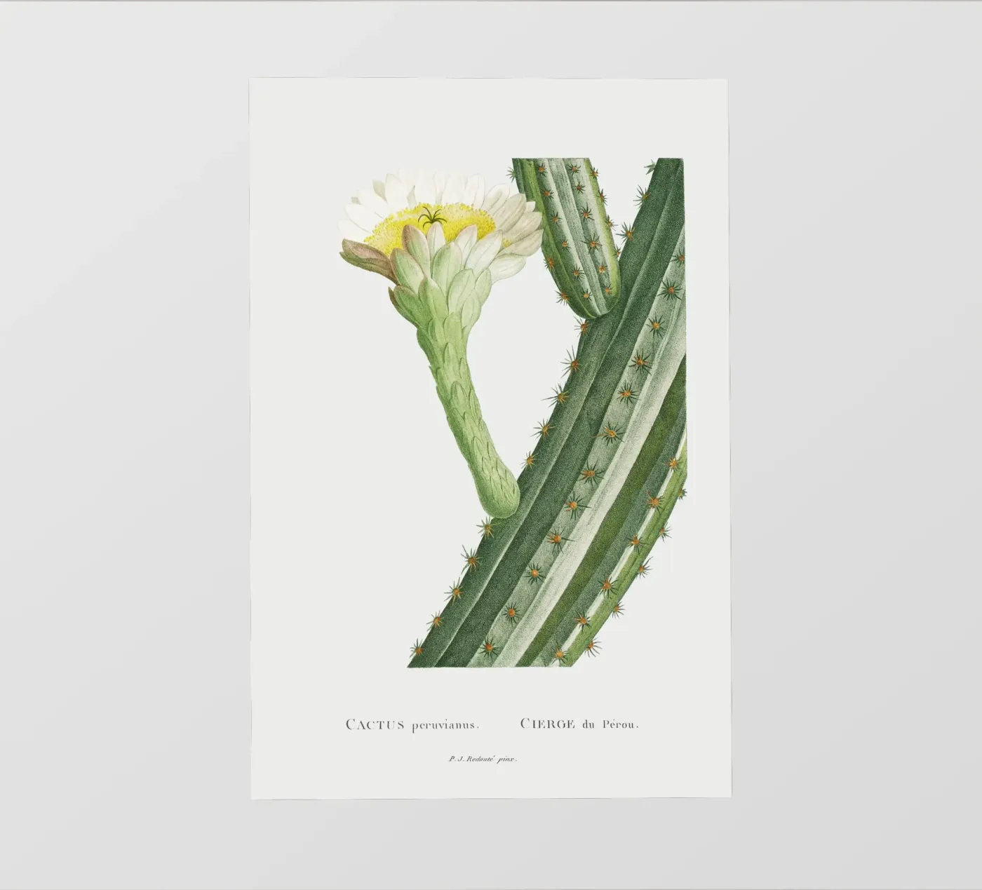 Cactus Peruvianus pellicola backlit da vintageshop