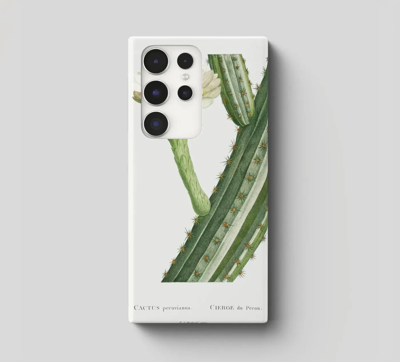 Cactus Peruvianus cover samsung da vintageshop