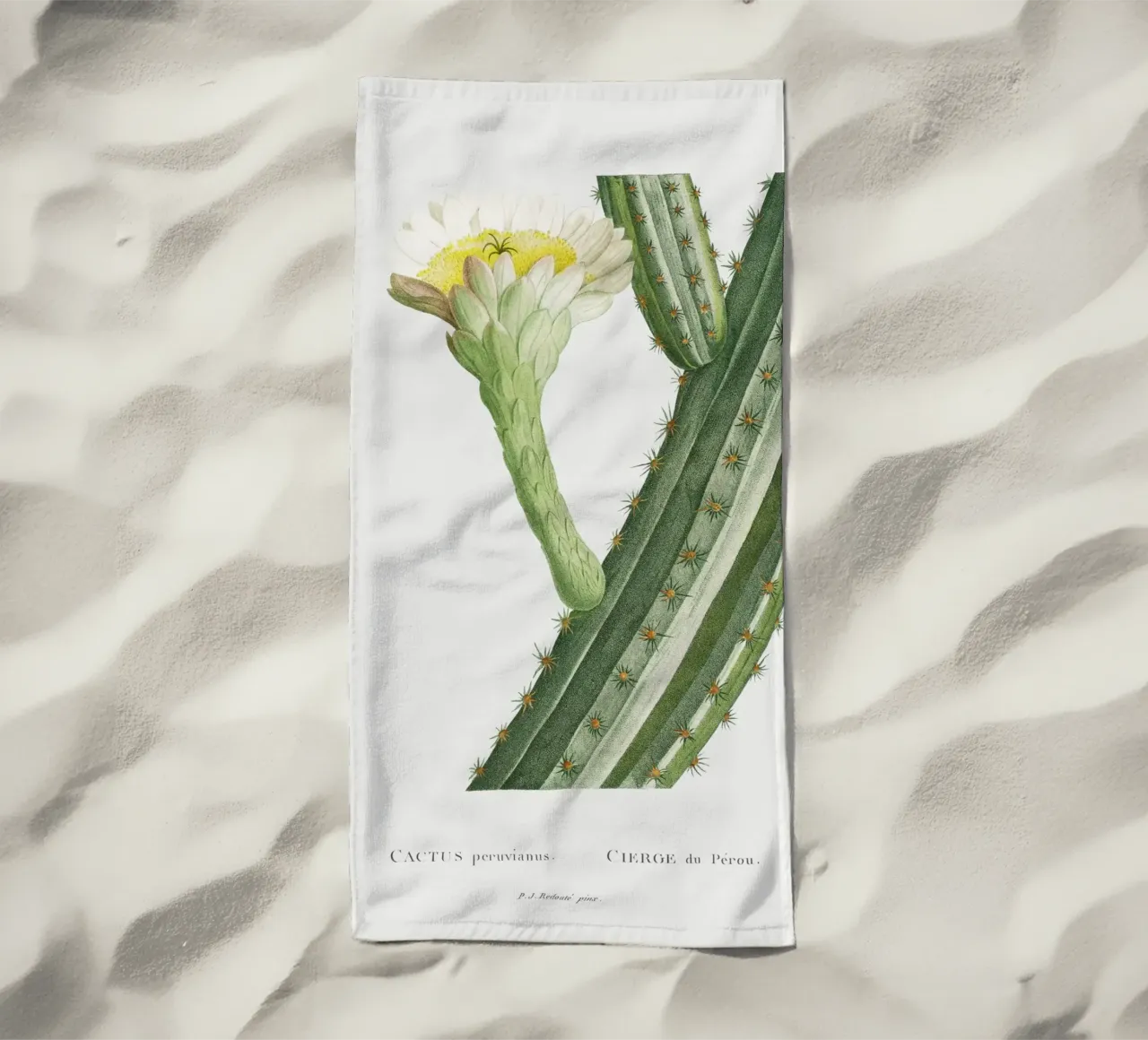 Cactus Peruvianus telo mare da vintageshop