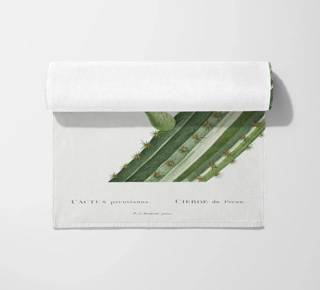 Cactus Peruvianus telo mare da vintageshop