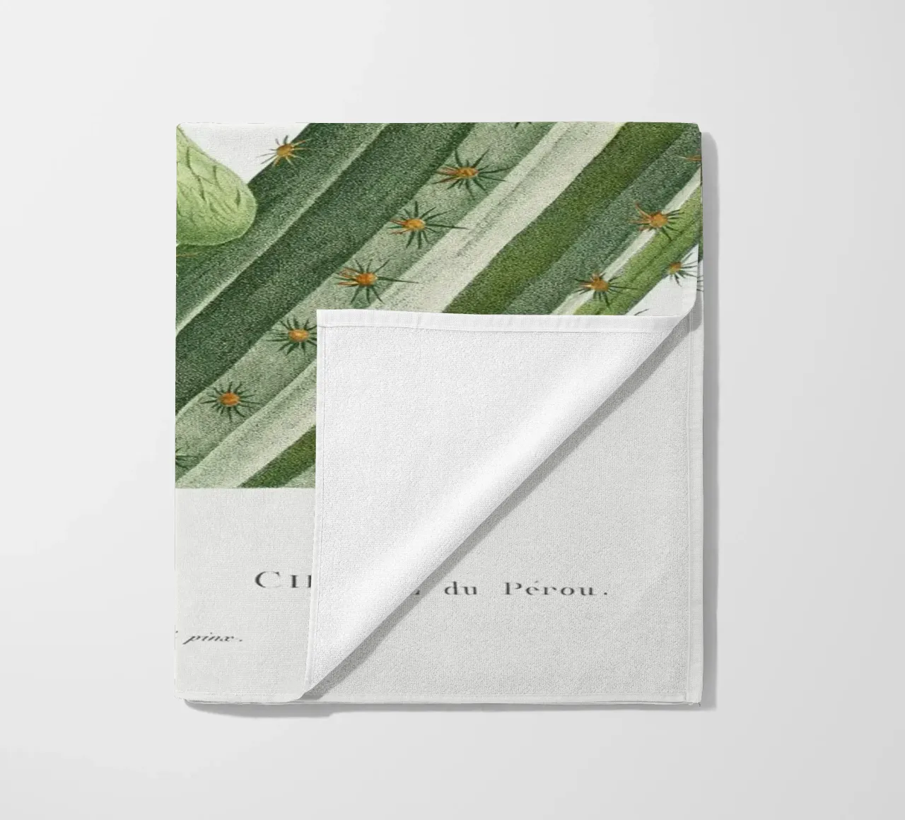 Cactus Peruvianus telo mare da vintageshop