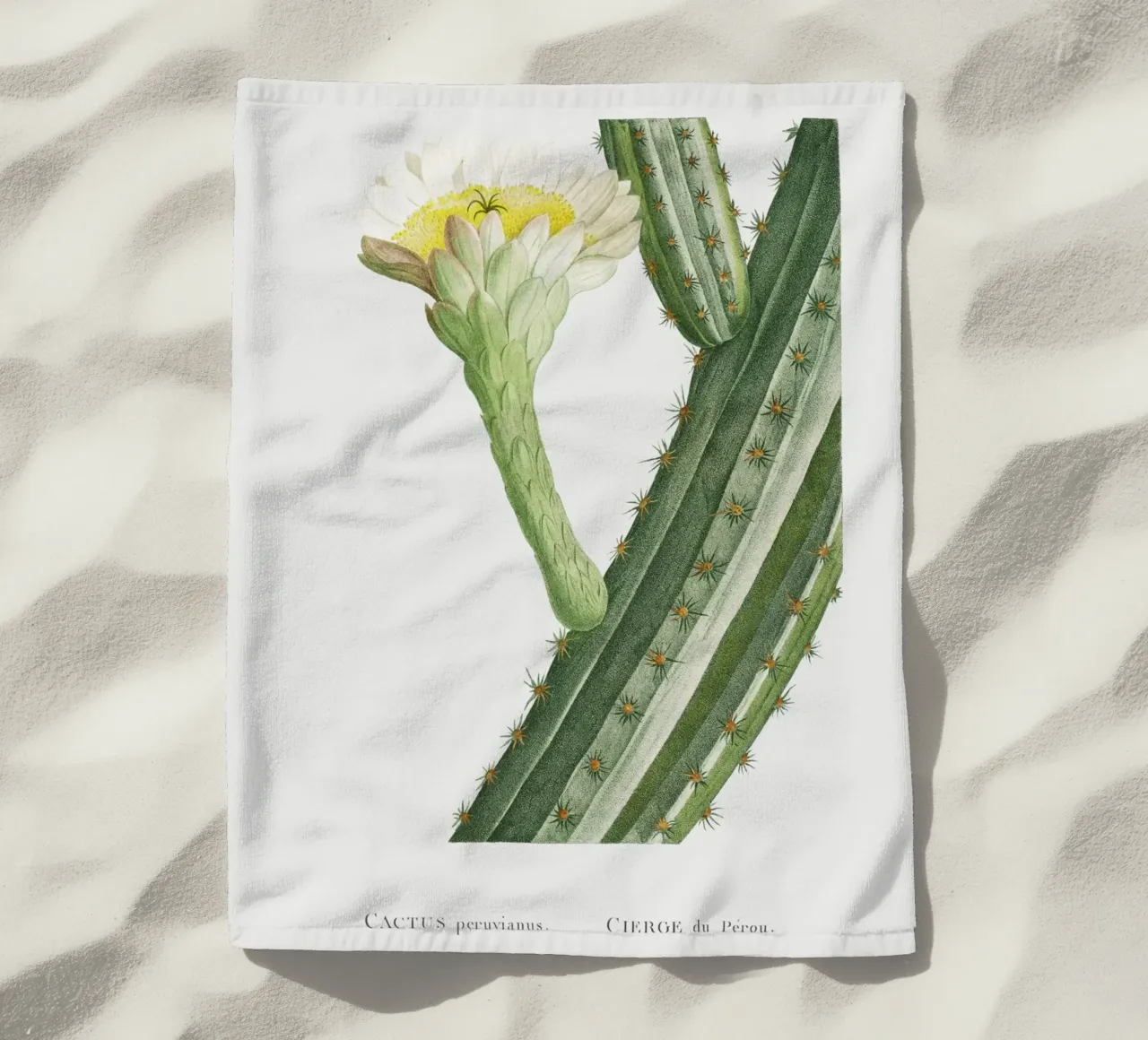 Cactus Peruvianus telo mare da vintageshop