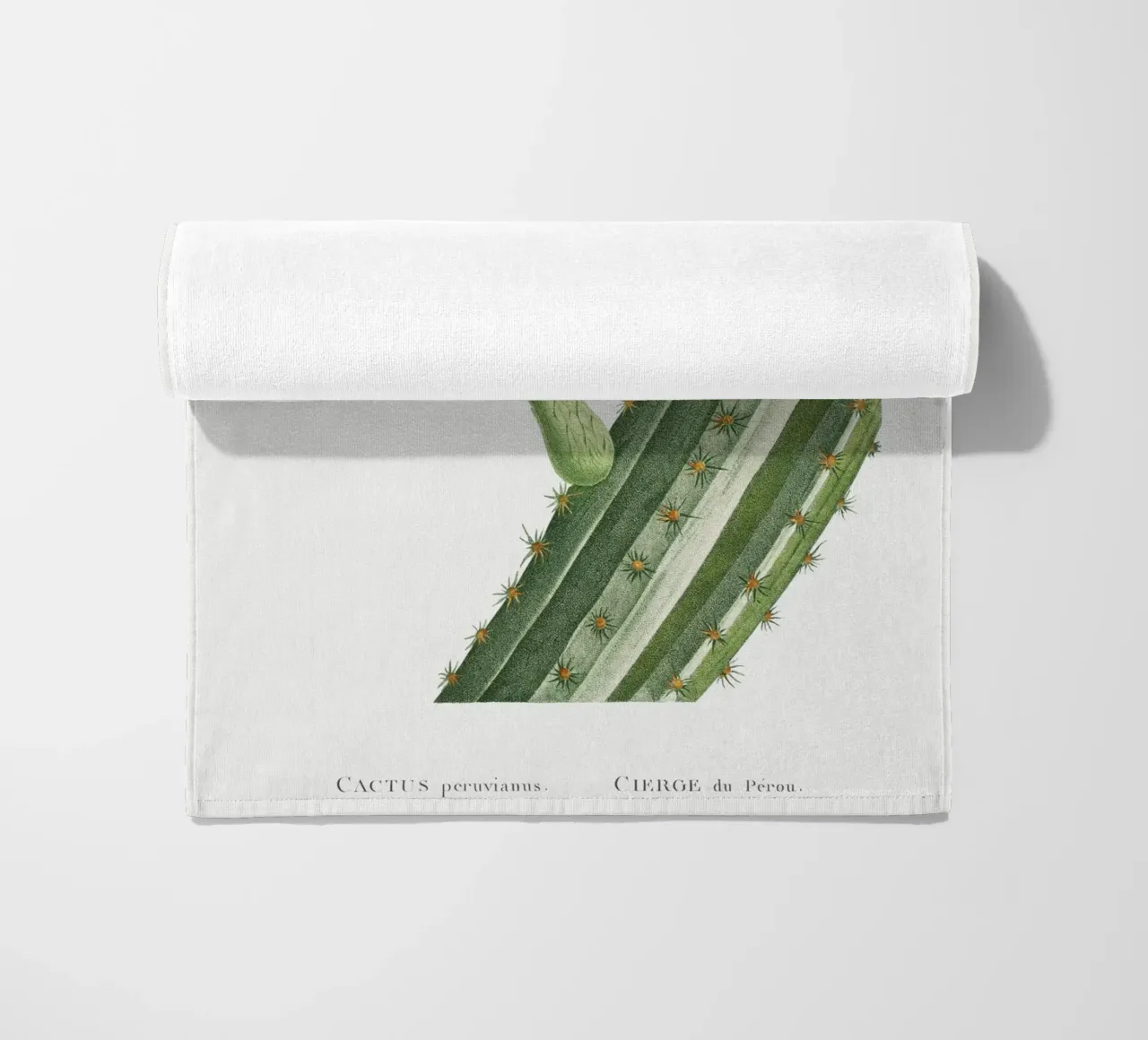 Cactus Peruvianus telo mare da vintageshop