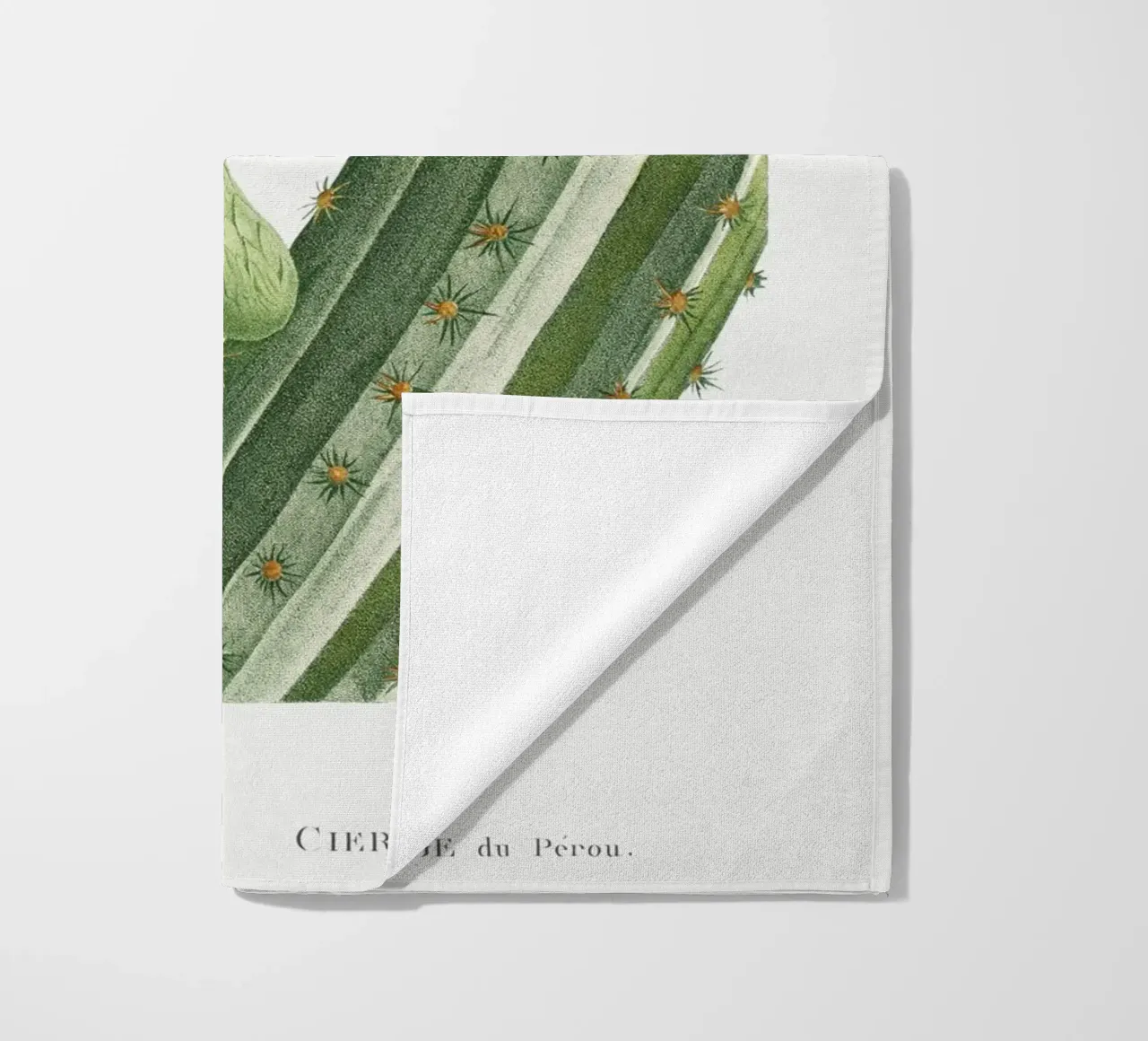 Cactus Peruvianus telo mare da vintageshop