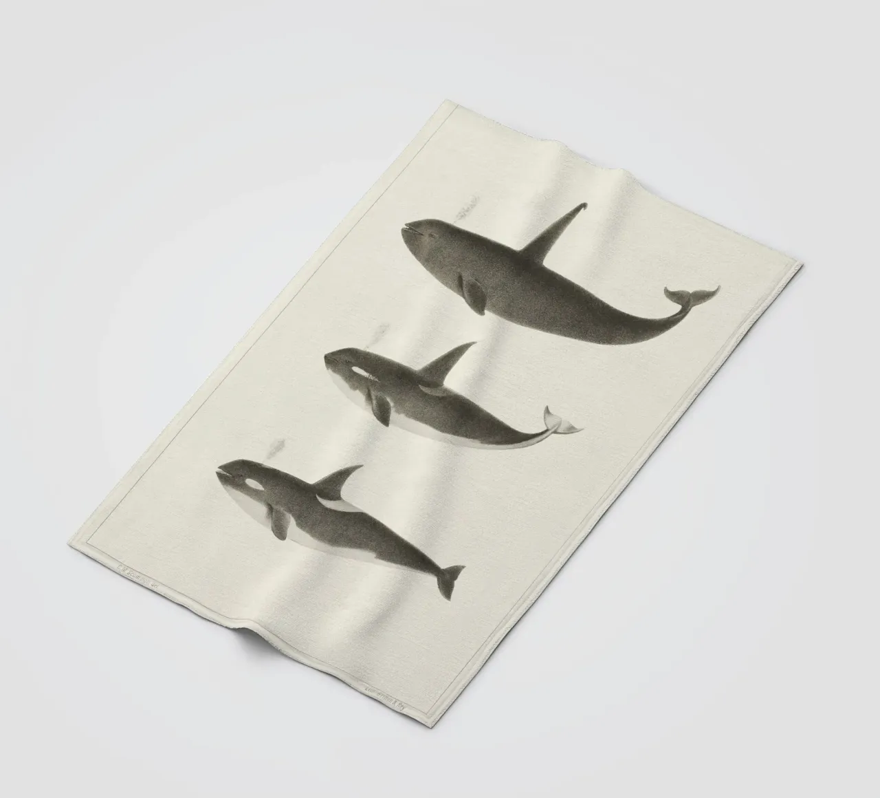 Orca or Killer whale coperta in pile da vintageshop