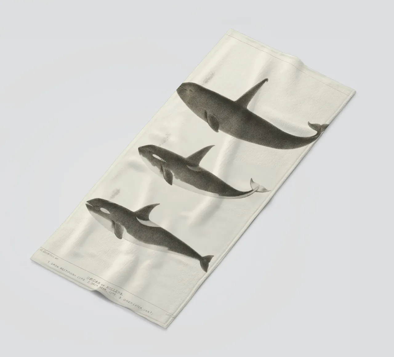 Orca or Killer whale telo mare da vintageshop