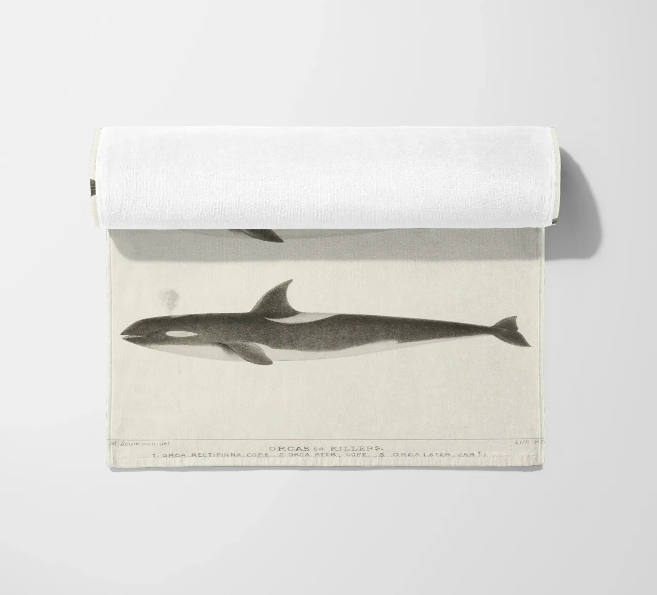 Orca or Killer whale telo mare da vintageshop