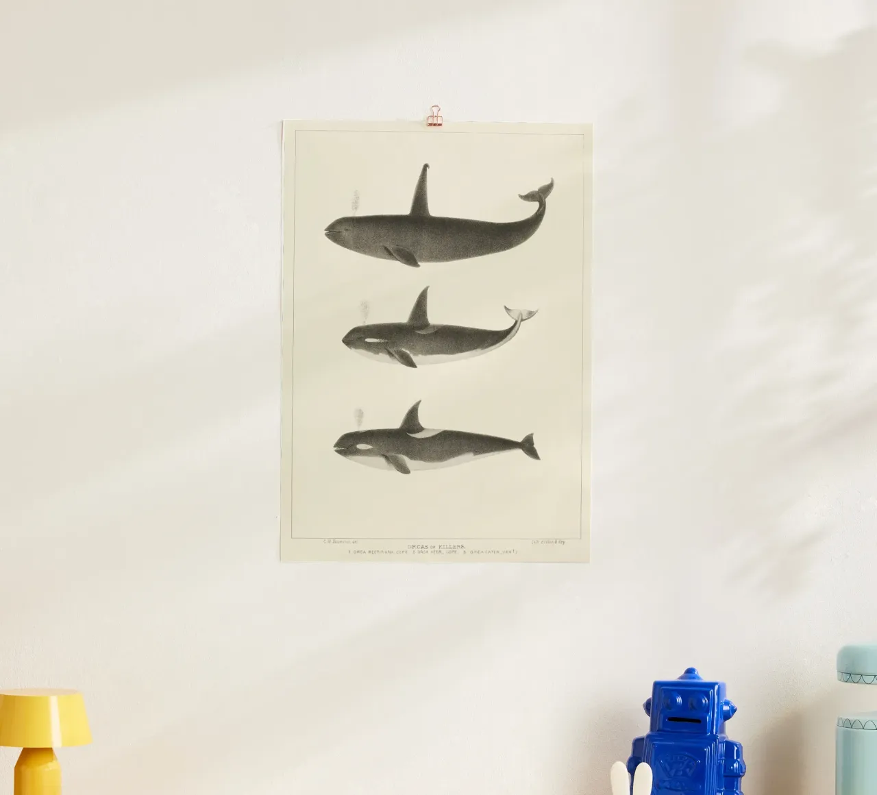 Orca or Killer whale carta hahnemühle da vintageshop