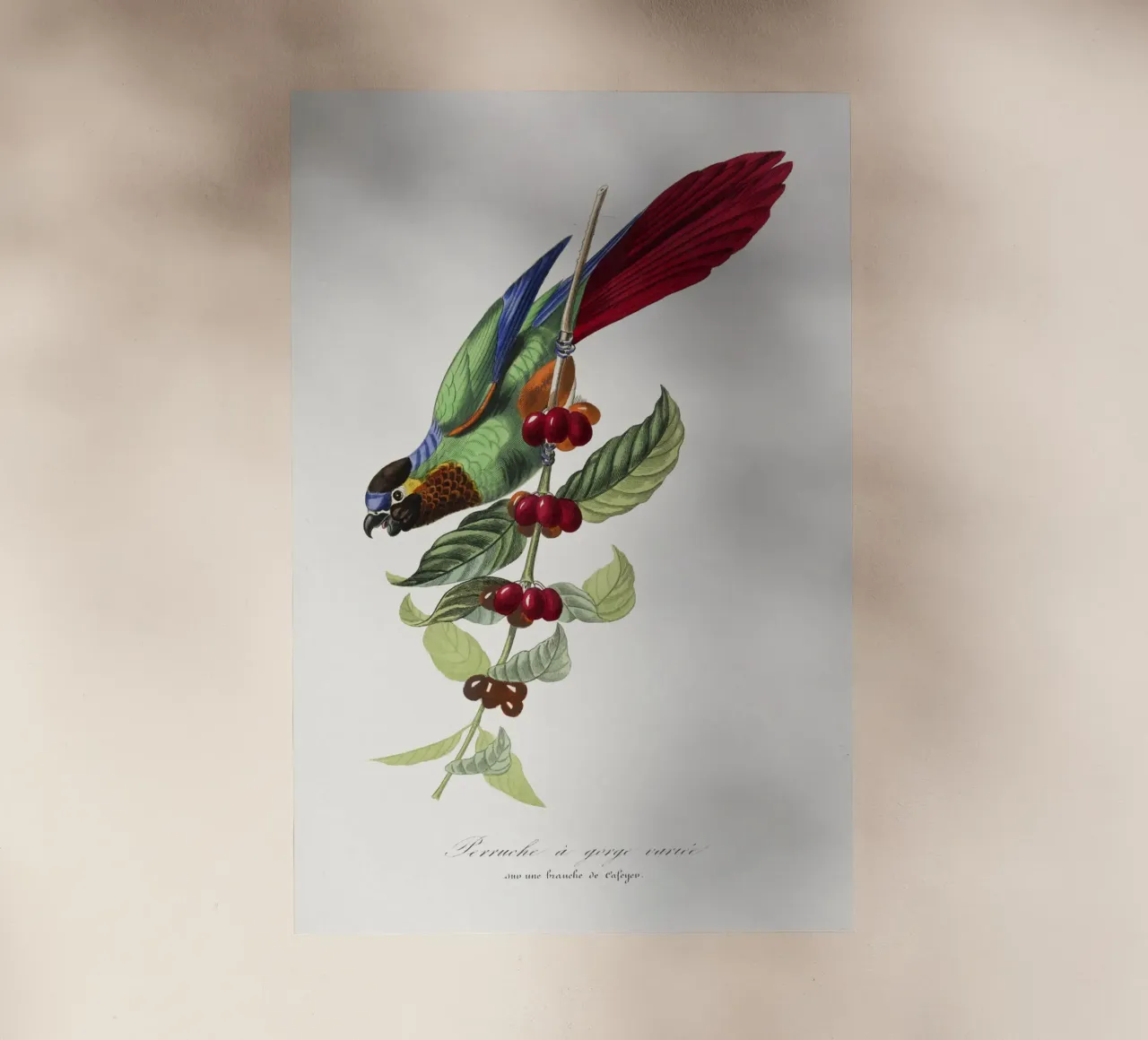 Parakeet bird painting pellicola backlit da vintageshop