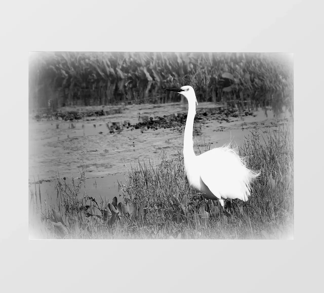 BW 71 pellicola backlit da Thierry vobmann photography