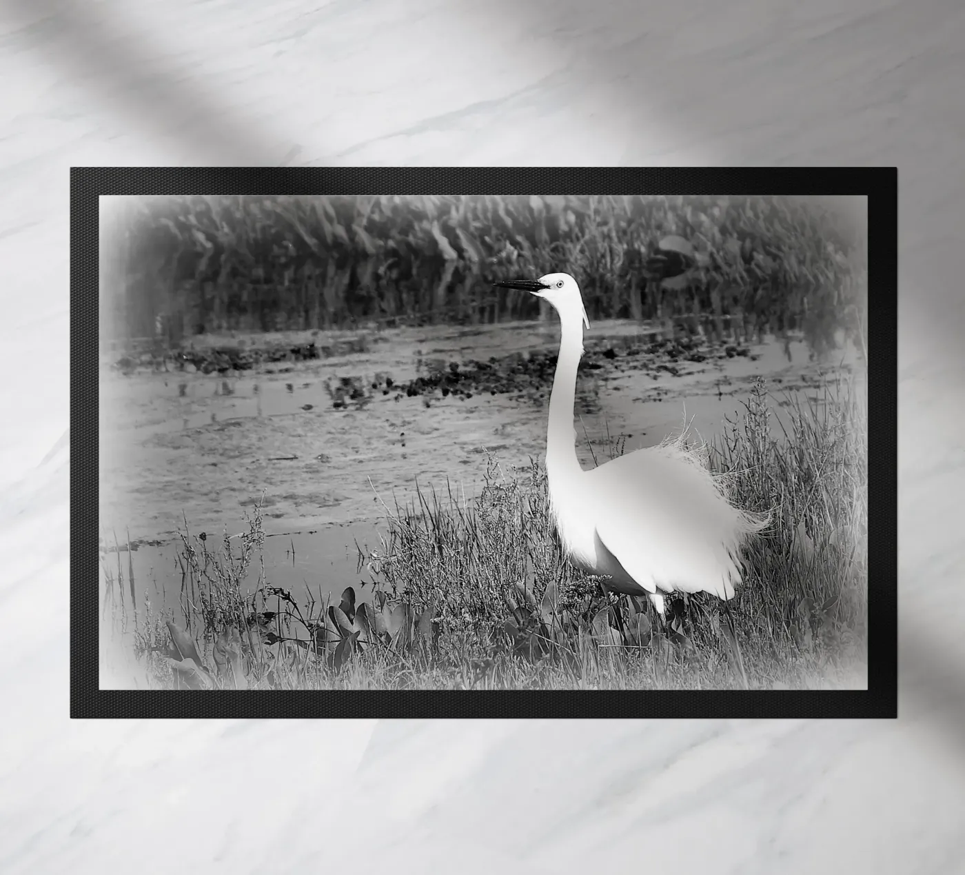 BW 71 zerbino da Thierry vobmann photography