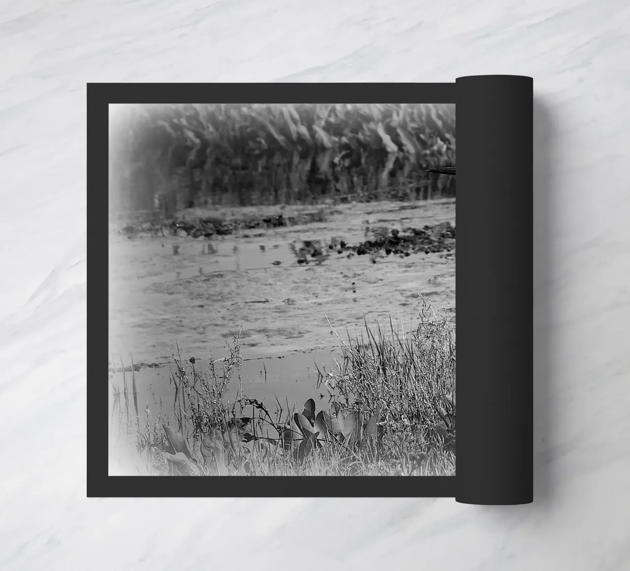 BW 71 zerbino da Thierry vobmann photography