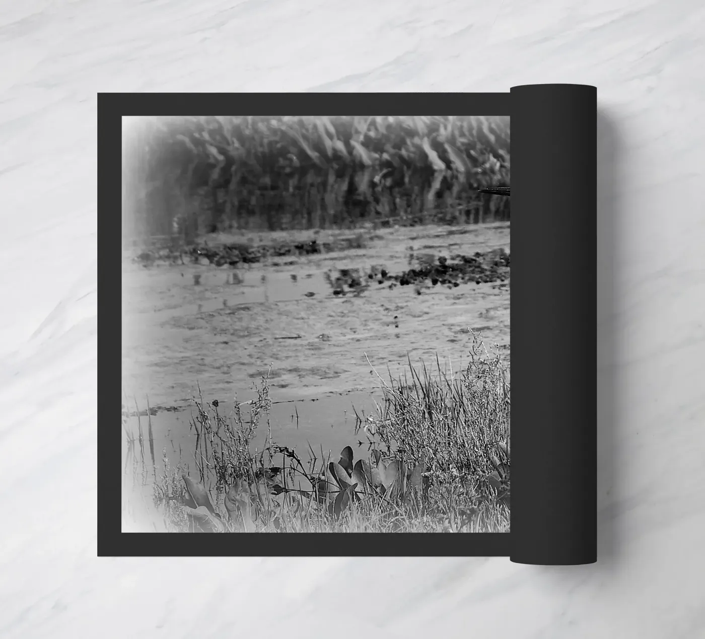 BW 71 zerbino da Thierry vobmann photography