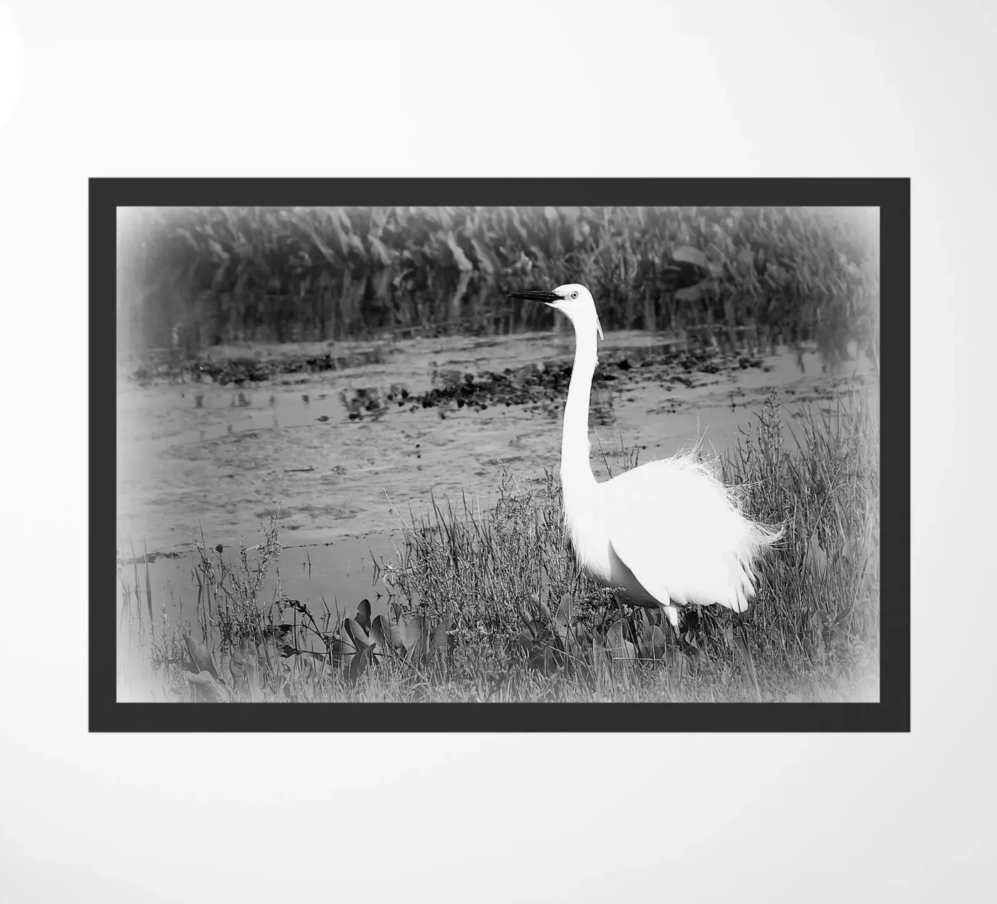 BW 71 zerbino da Thierry vobmann photography