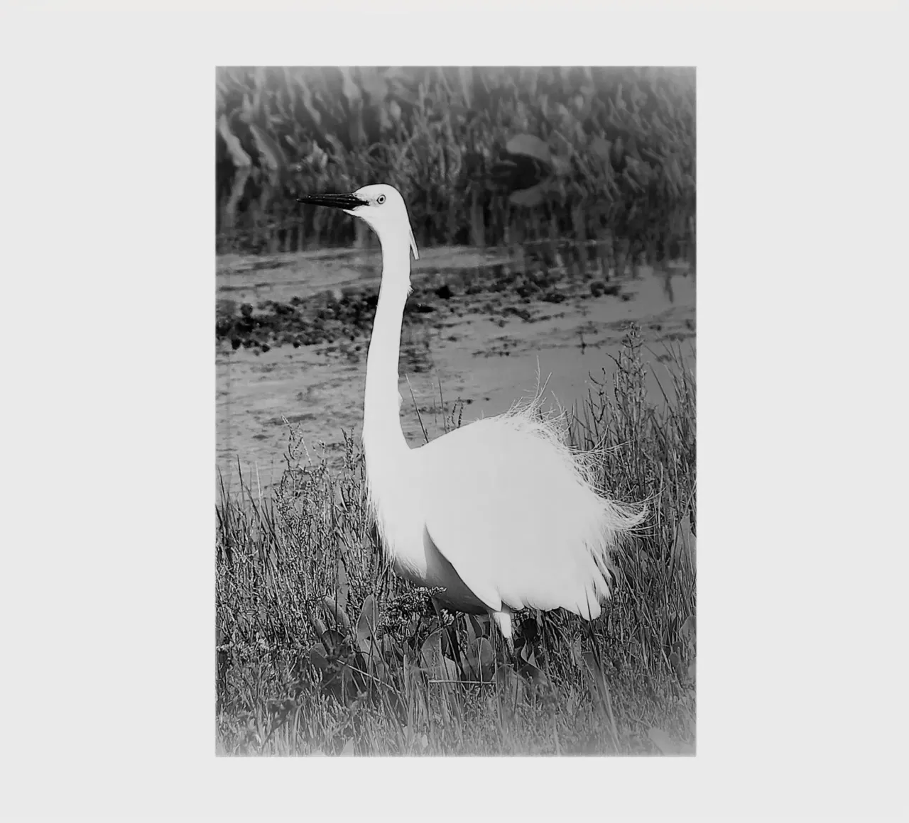 BW 71 diario da Thierry vobmann photography