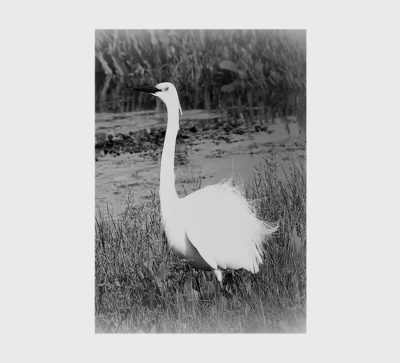 BW 71 diario da Thierry vobmann photography