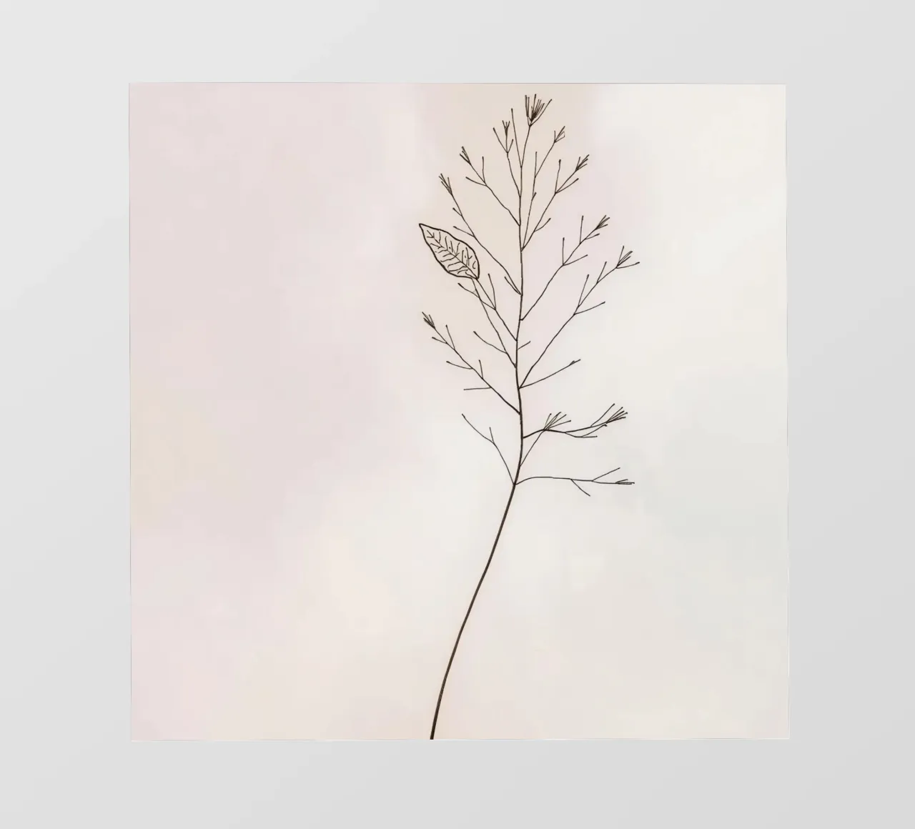Singolo ramo botanico minimale, che mostra una foglia pellicola backlit da DesignDoodle