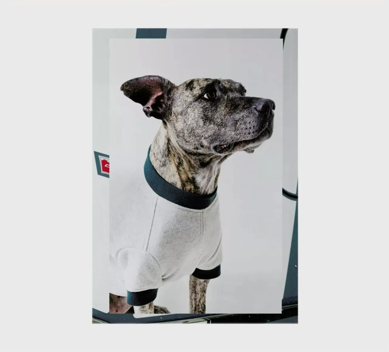 The Tailwaggers 5-3 notebook by Paul Aidan Perry