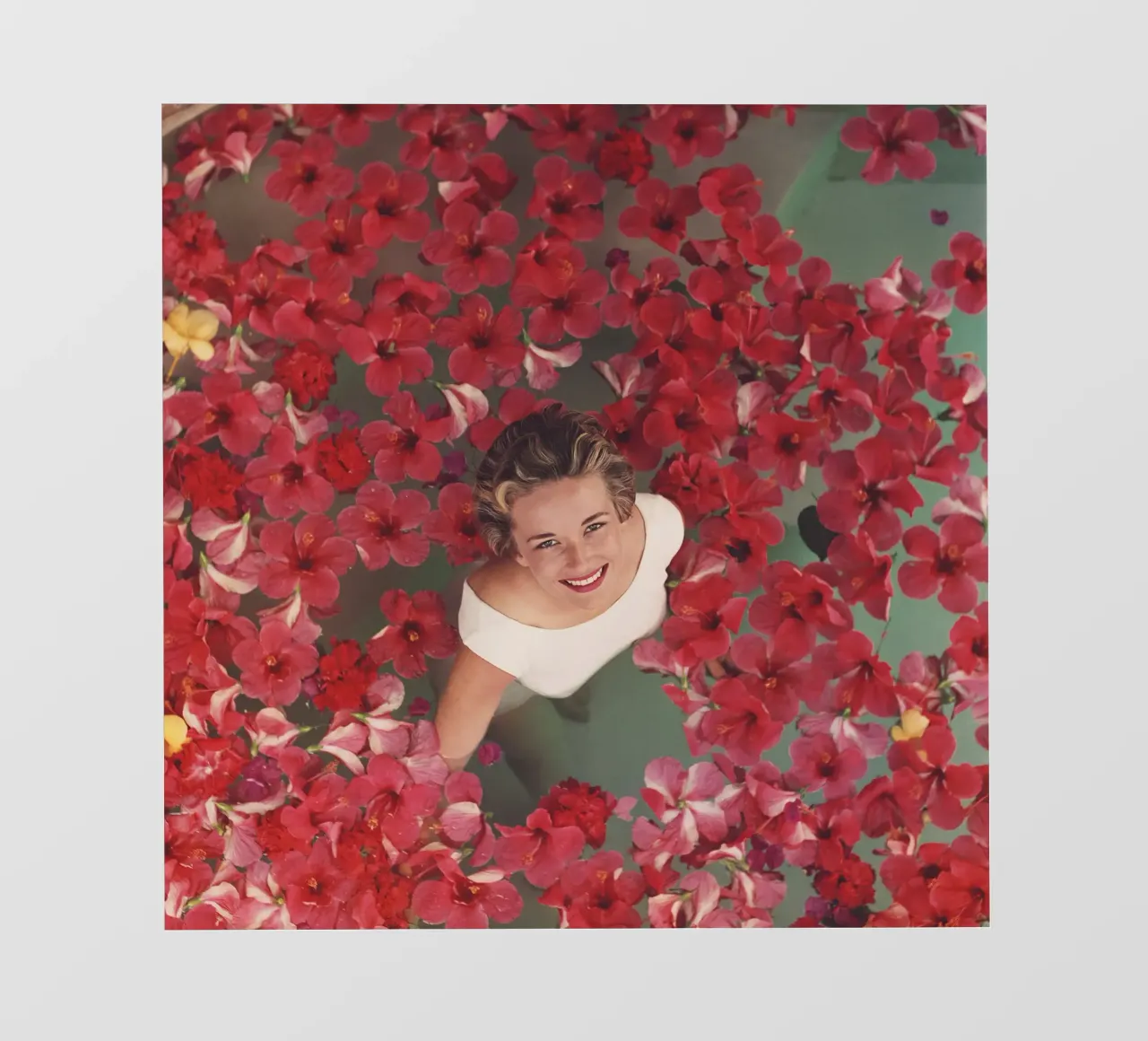 Hibiscus Flowers photo wallpaper by potosop