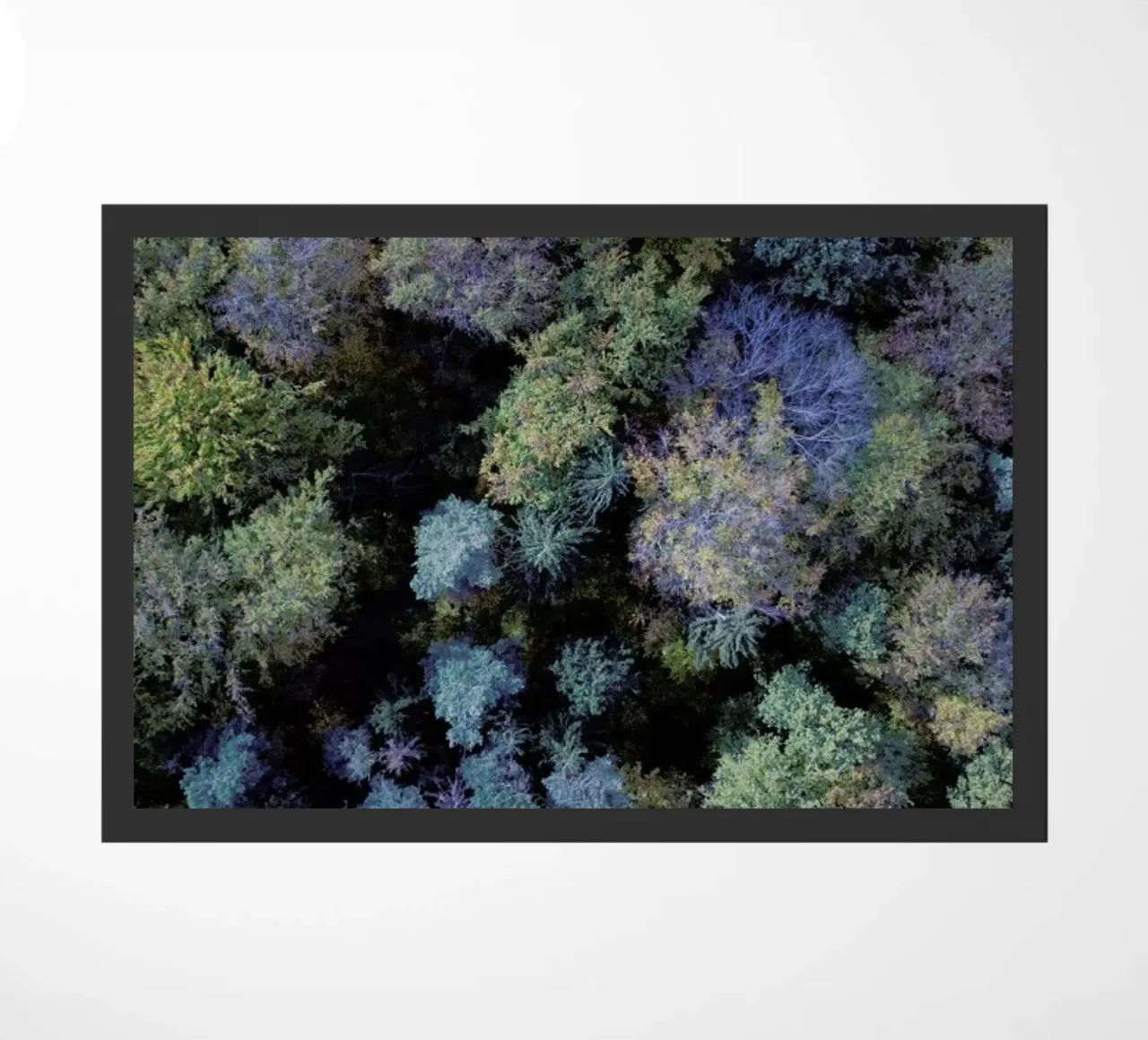 Autumn Forests from Above zerbino da Studio Nahili