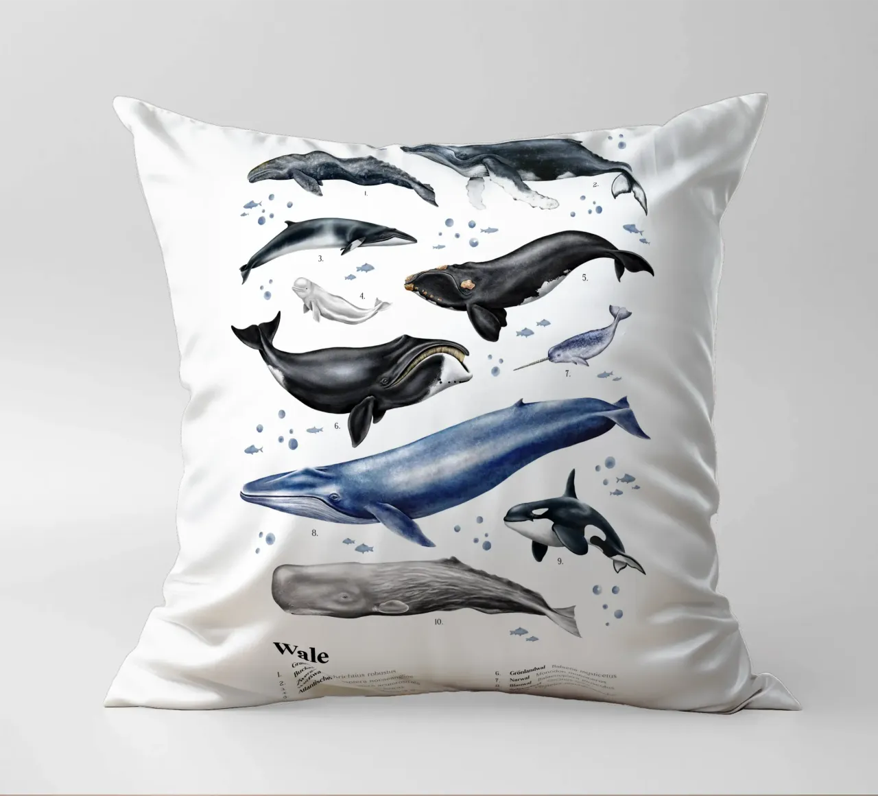 Wale & Delfine Nr.03 • Arten entdecken Lernbild Illustration cuscino da Moonlit Illustrations