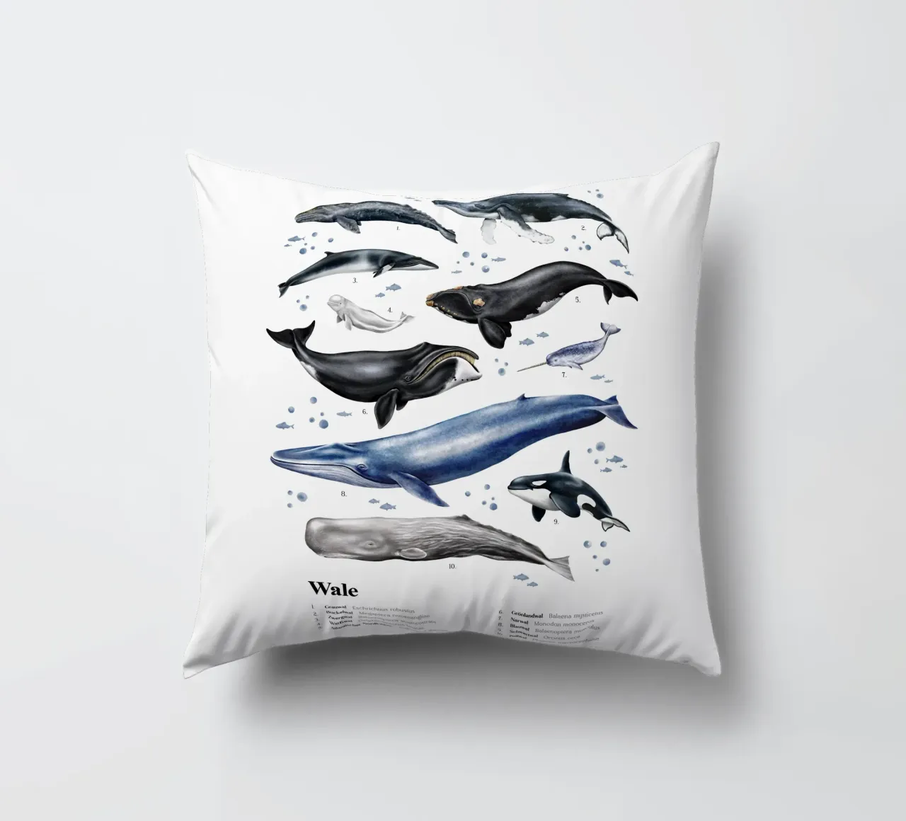 Wale & Delfine Nr.03 • Arten entdecken Lernbild Illustration cuscino da Moonlit Illustrations