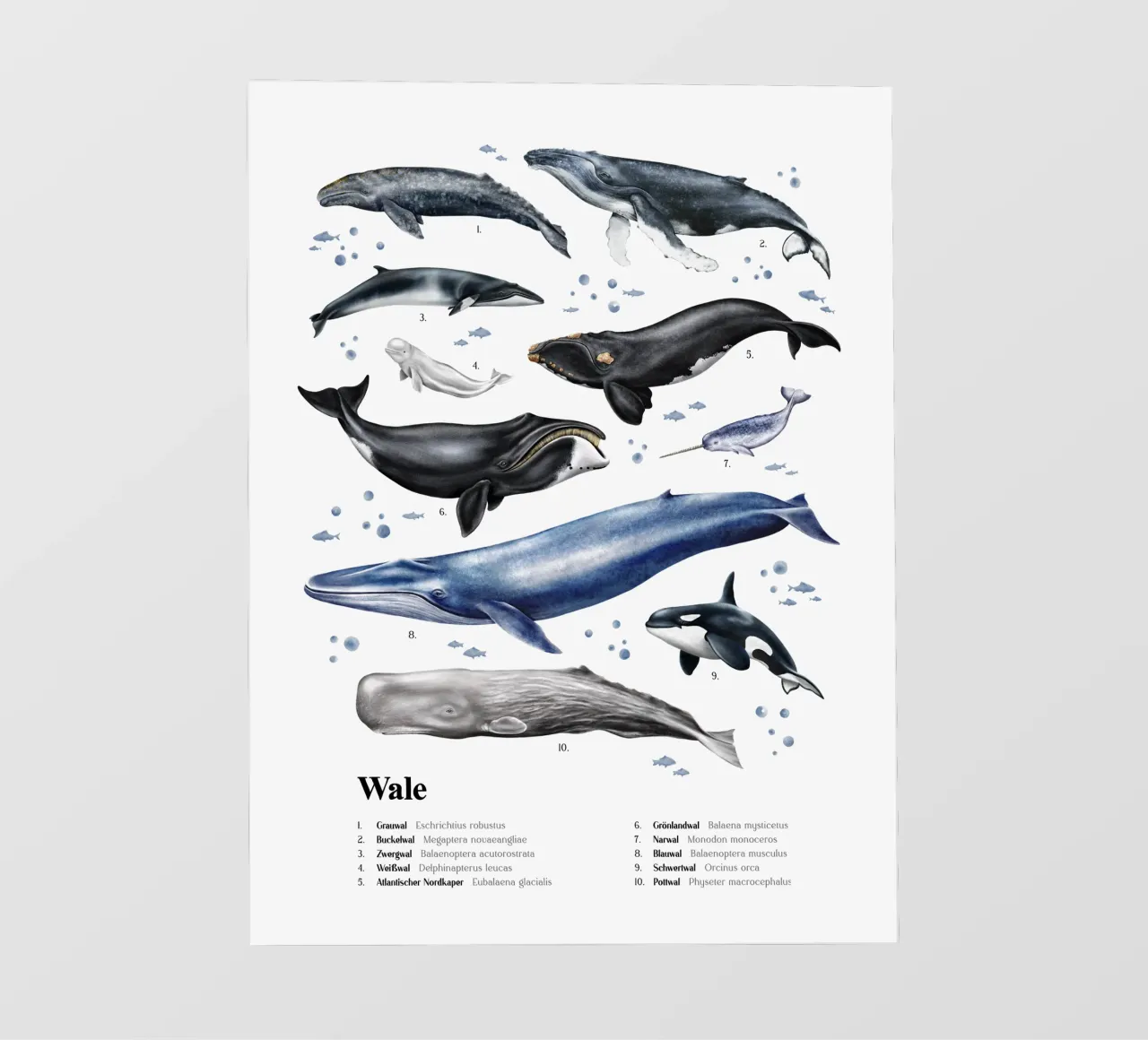 Wale & Delfine Nr.03 • Arten entdecken Lernbild Illustration pellicola backlit da Moonlit Illustrations