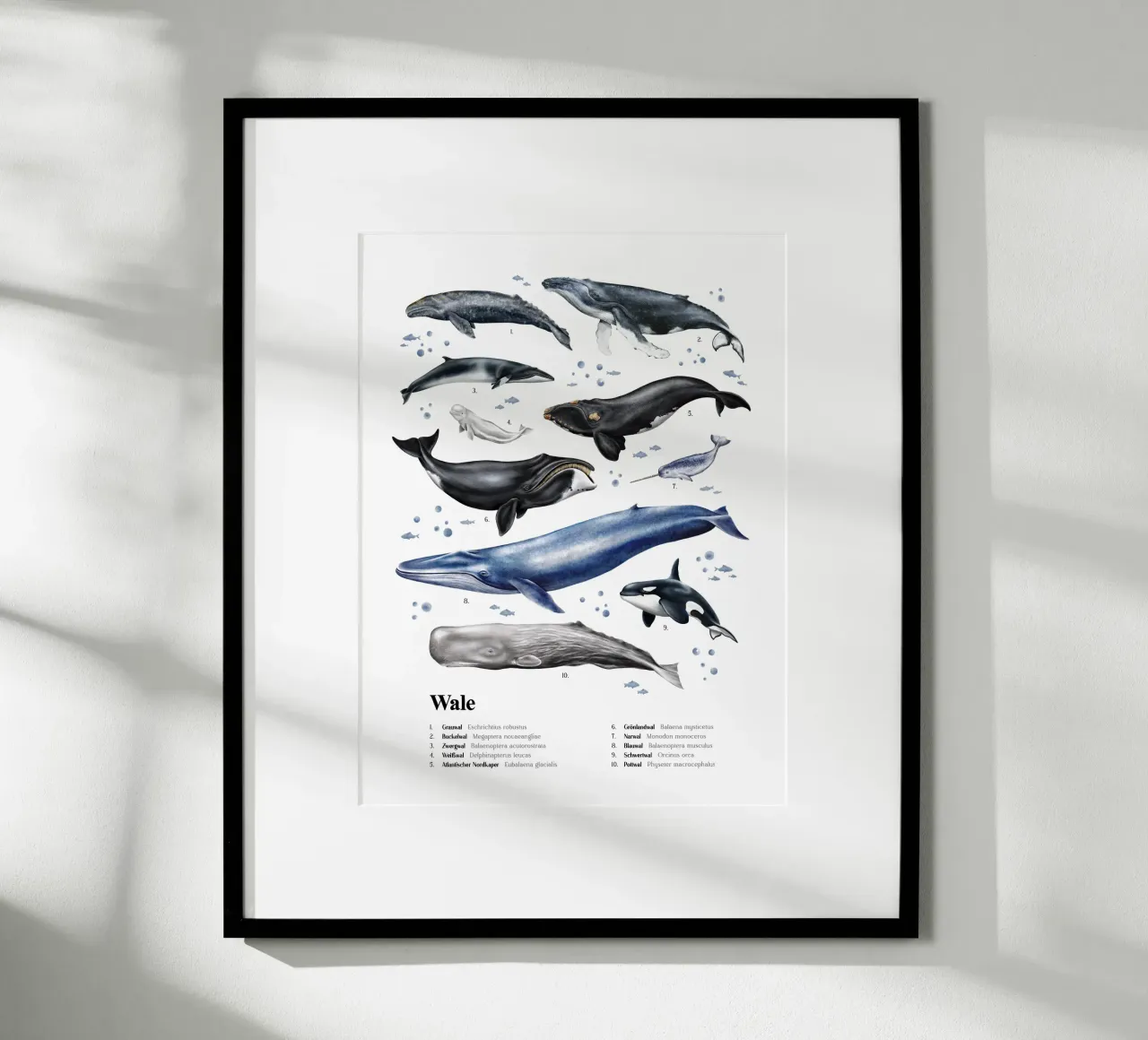 Wale & Delfine Nr.03 • Arten entdecken Lernbild Illustration carta hahnemühle da Moonlit Illustrations