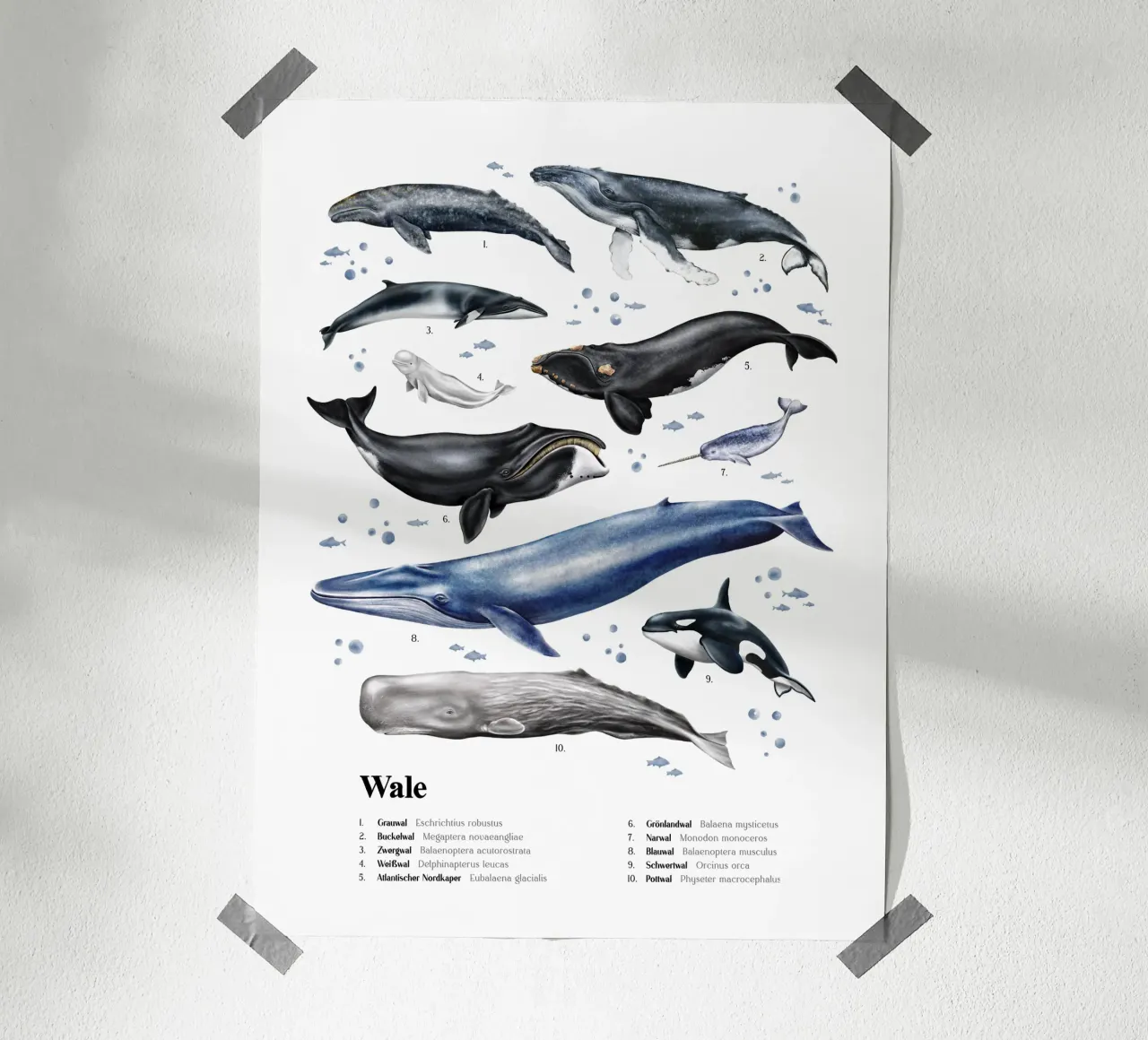 Wale & Delfine Nr.03 • Arten entdecken Lernbild Illustration carta hahnemühle da Moonlit Illustrations