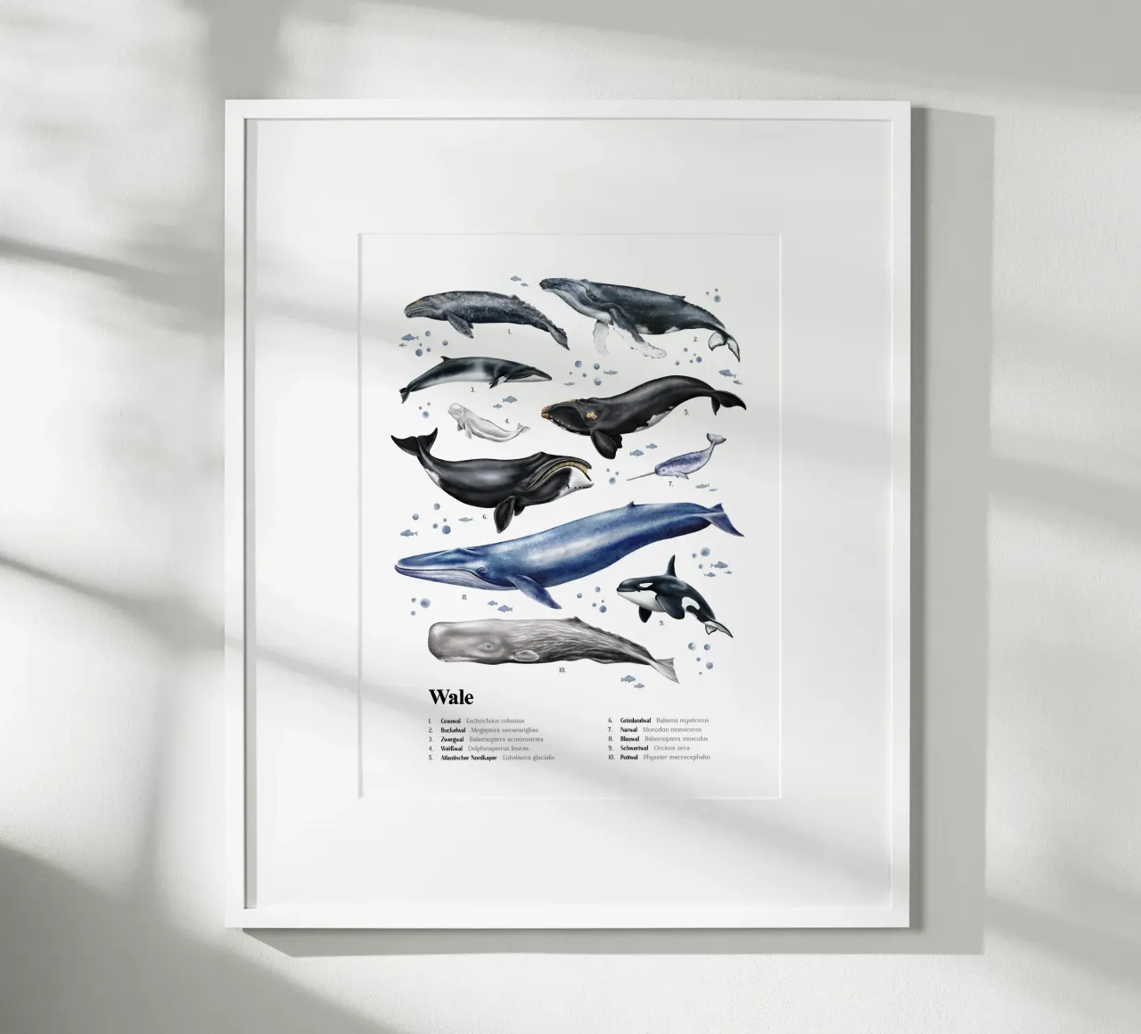 Wale & Delfine Nr.03 • Arten entdecken Lernbild Illustration carta hahnemühle da Moonlit Illustrations