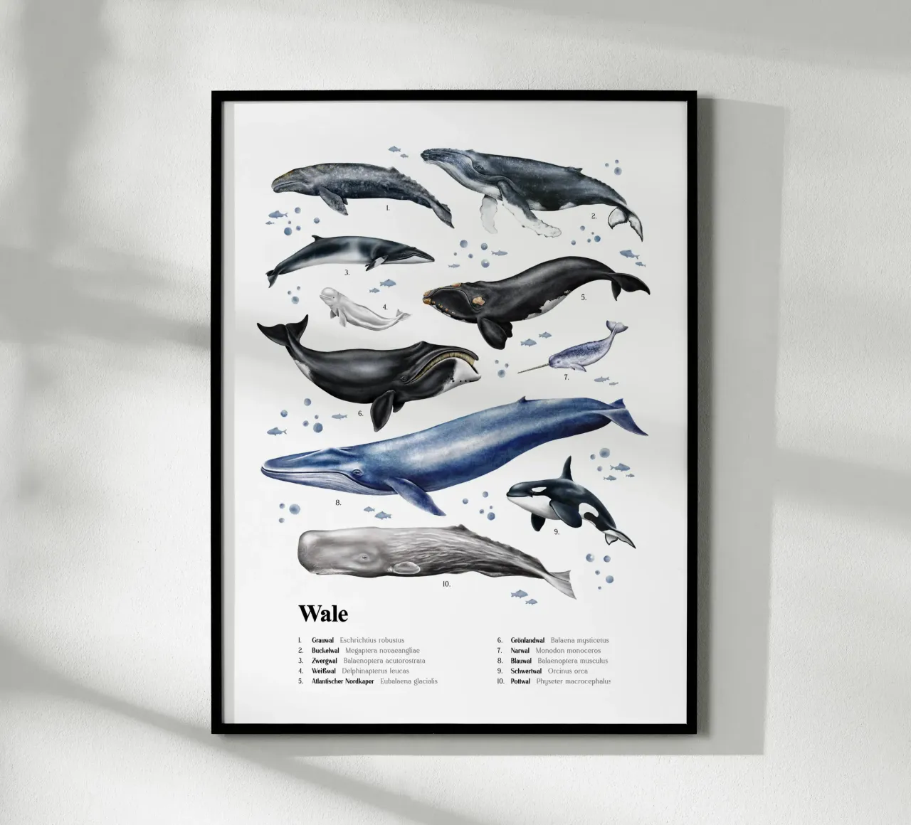 Wale & Delfine Nr.03 • Arten entdecken Lernbild Illustration carta hahnemühle da Moonlit Illustrations
