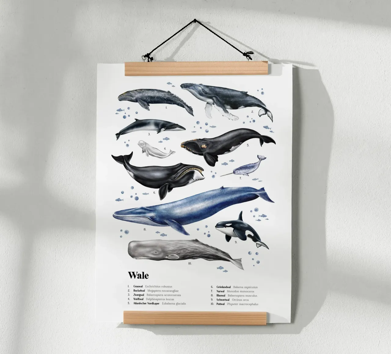 Wale & Delfine Nr.03 • Arten entdecken Lernbild Illustration carta hahnemühle da Moonlit Illustrations