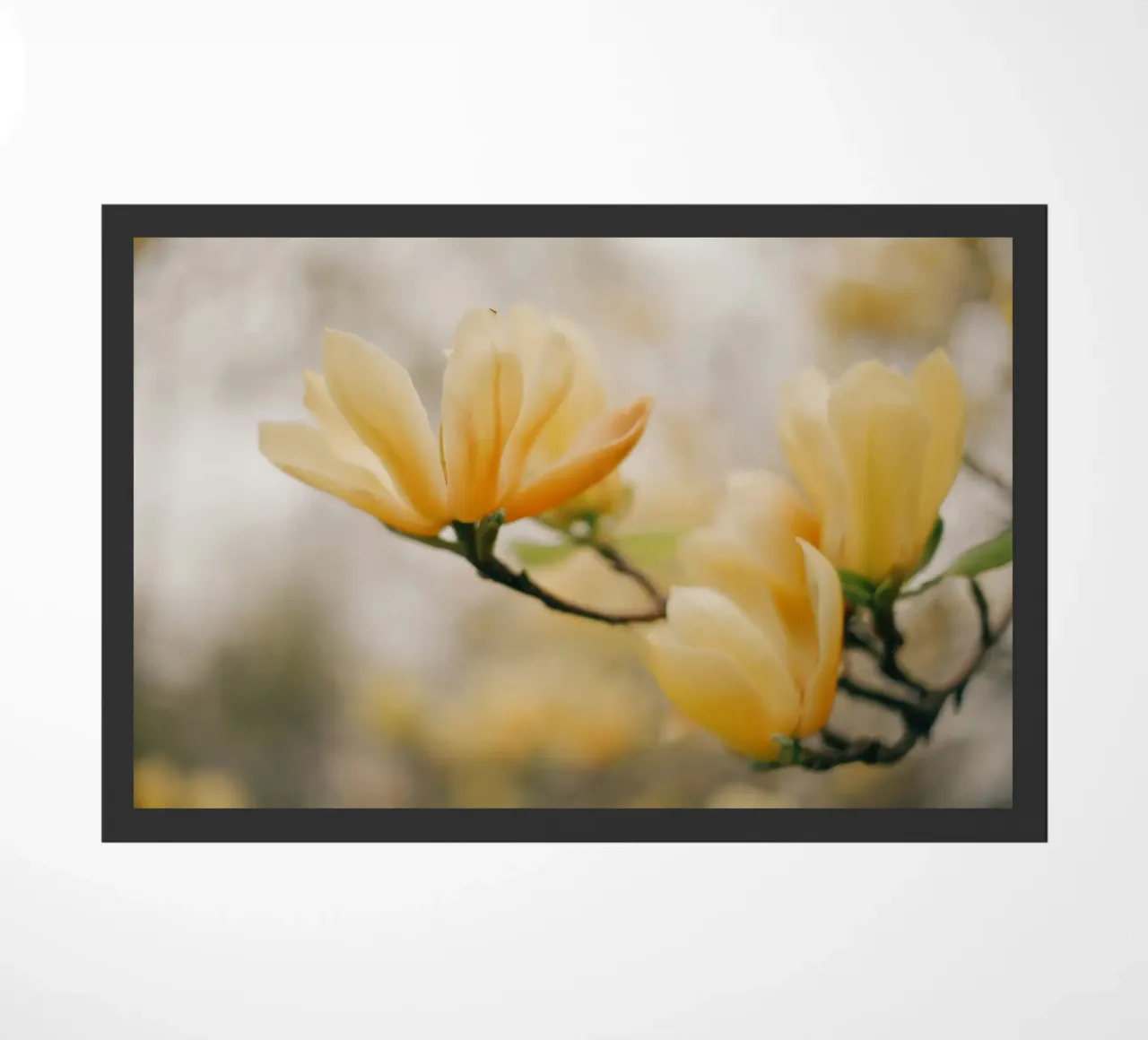 fiori gialli magnolia zerbino da Earthly Visions